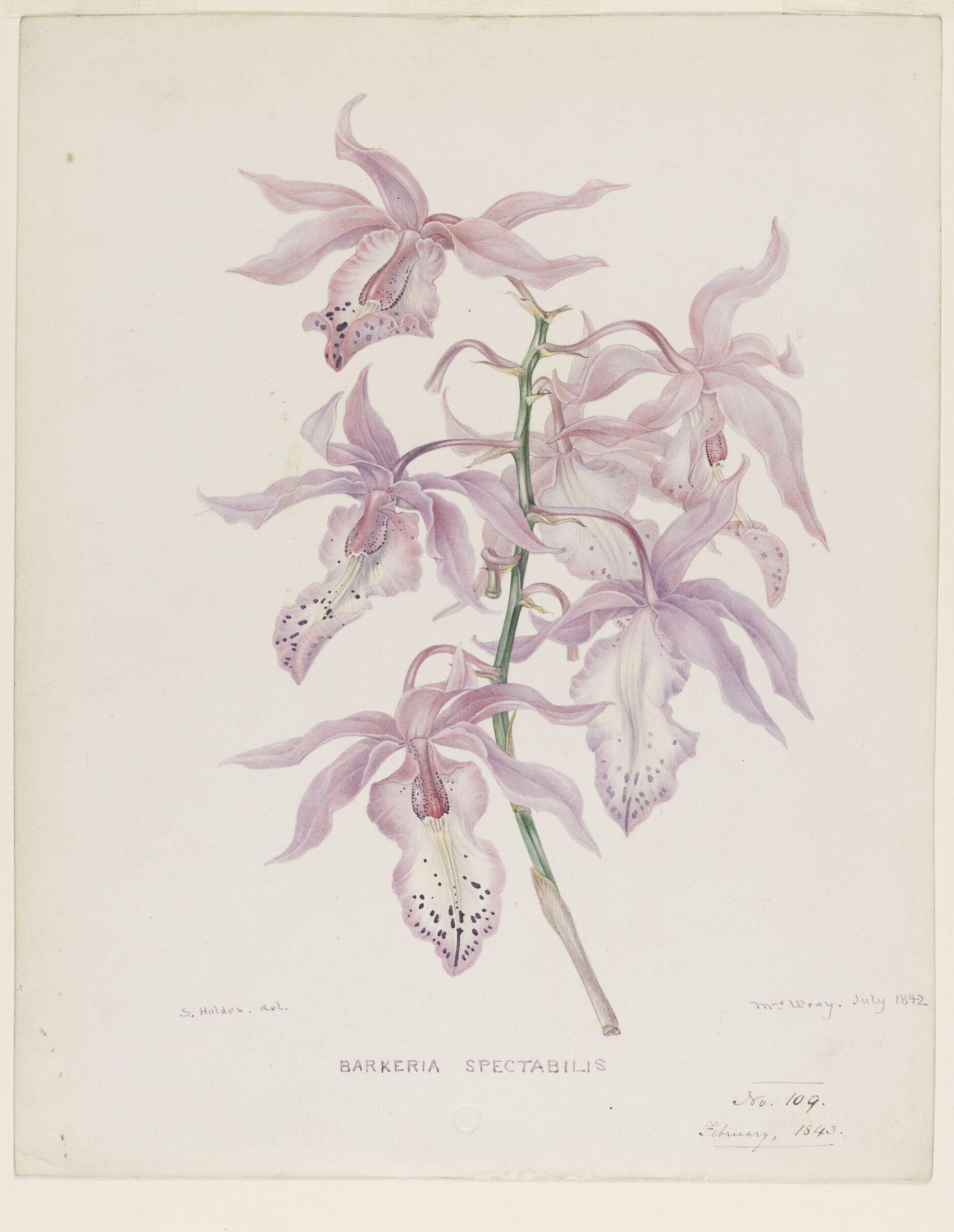 Barkeria Spectabilis, Samuel Holden, July 1842