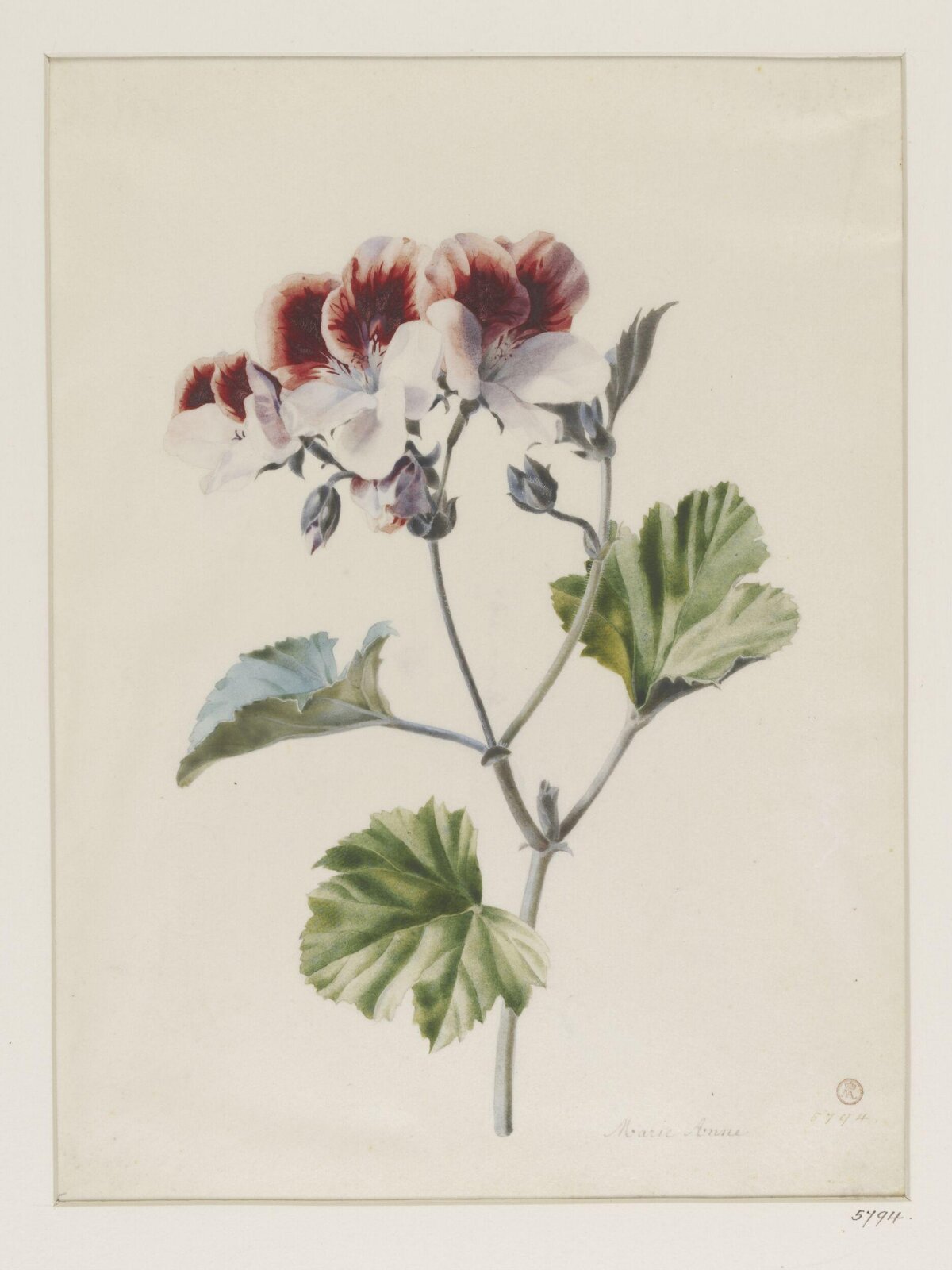 Drawing, ca. 1850