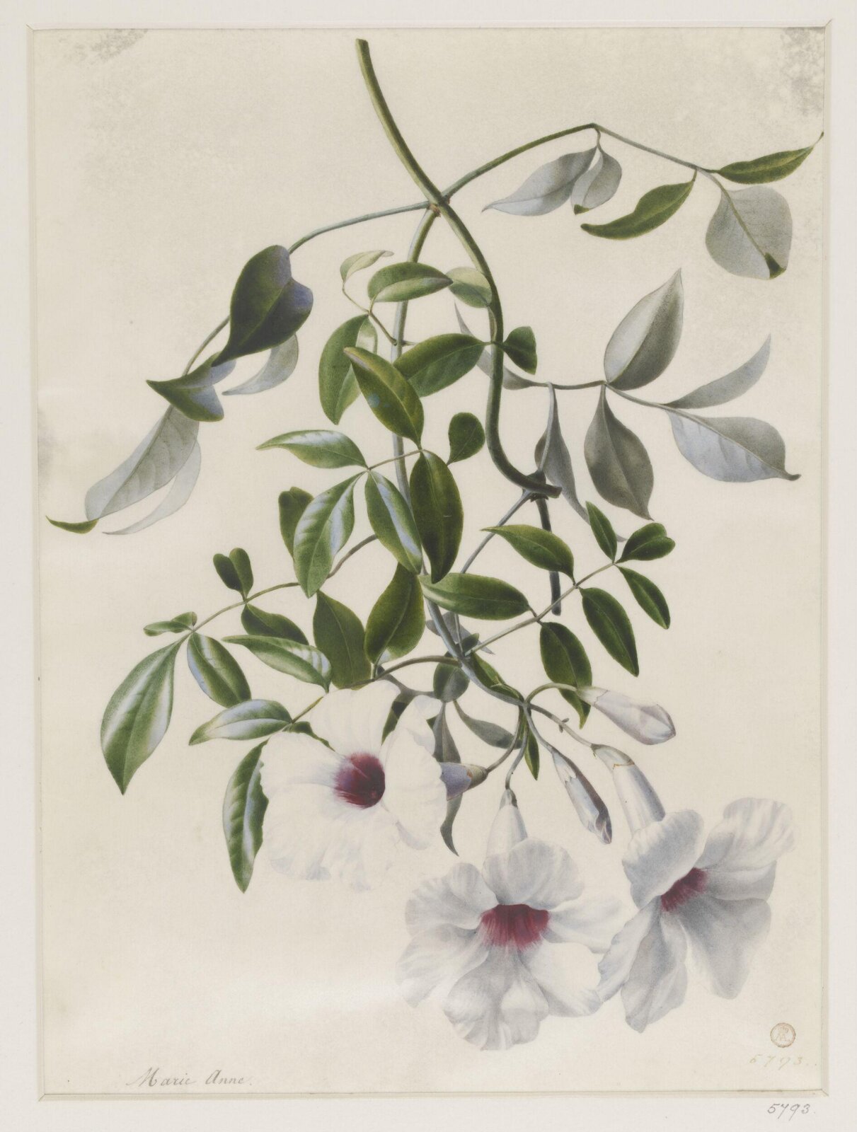 Drawing, ca. 1850