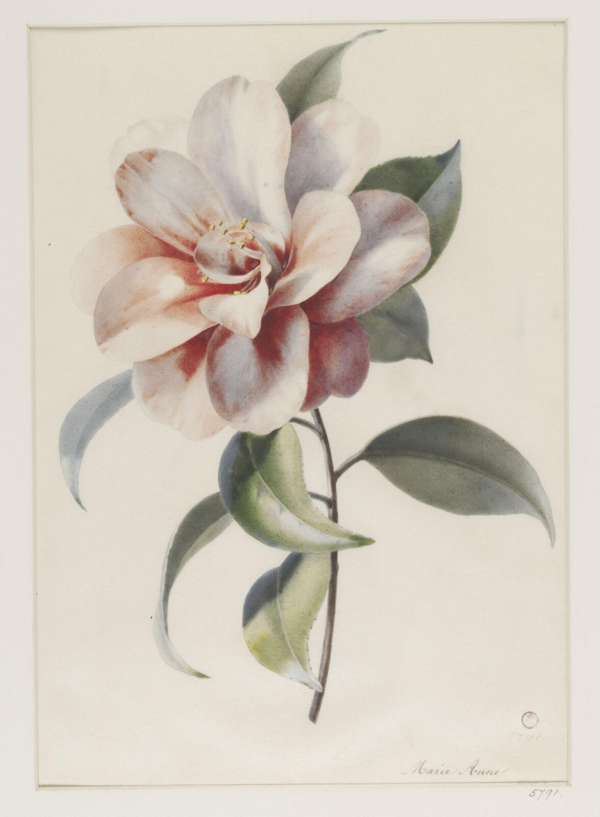 Drawing, ca. 1850