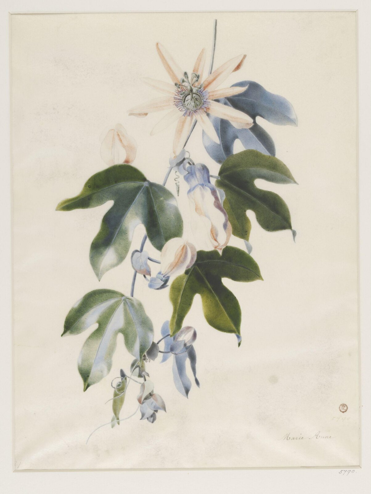 Drawing, ca. 1850