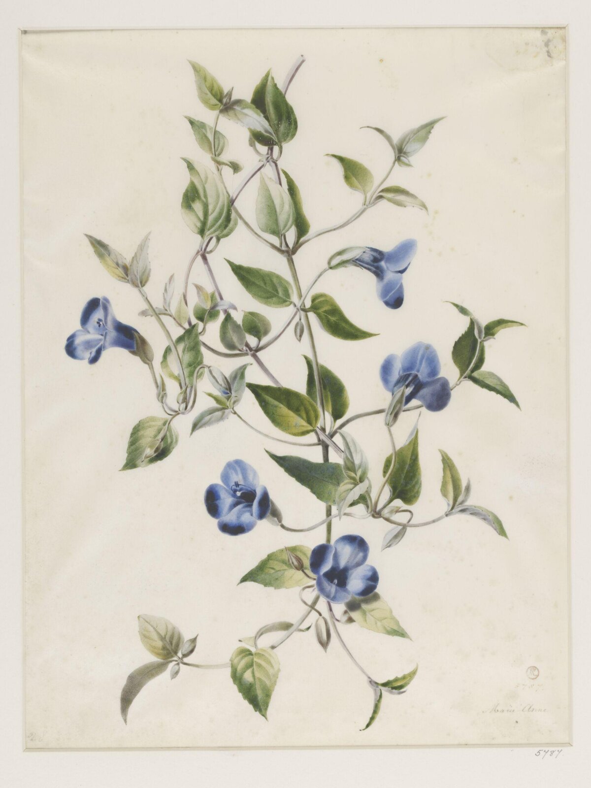 Drawing, ca. 1850