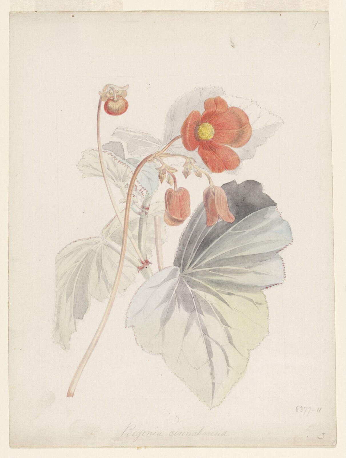 Drawing, Samuel Holden, 1837-47