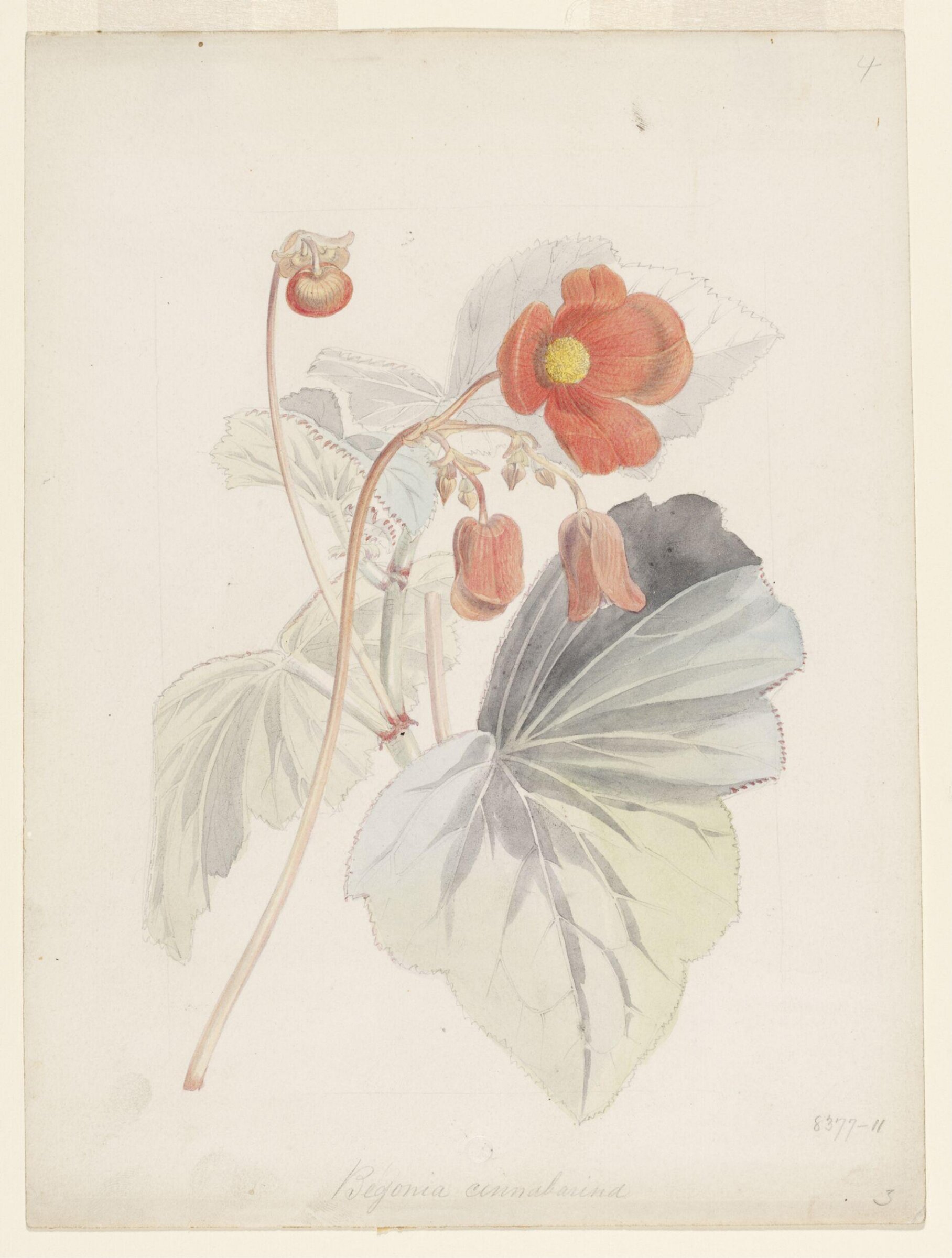 Drawing, Samuel Holden, 1837-47