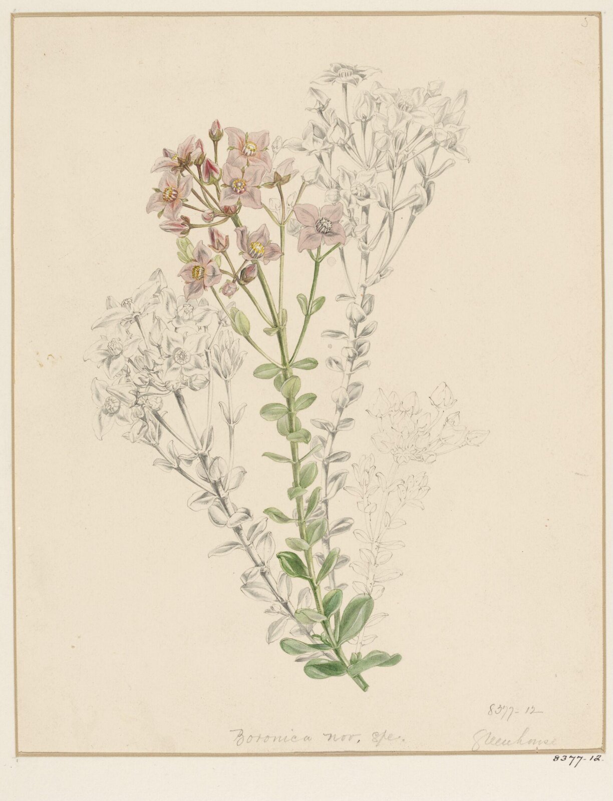 Drawing, Samuel Holden, 1837-47