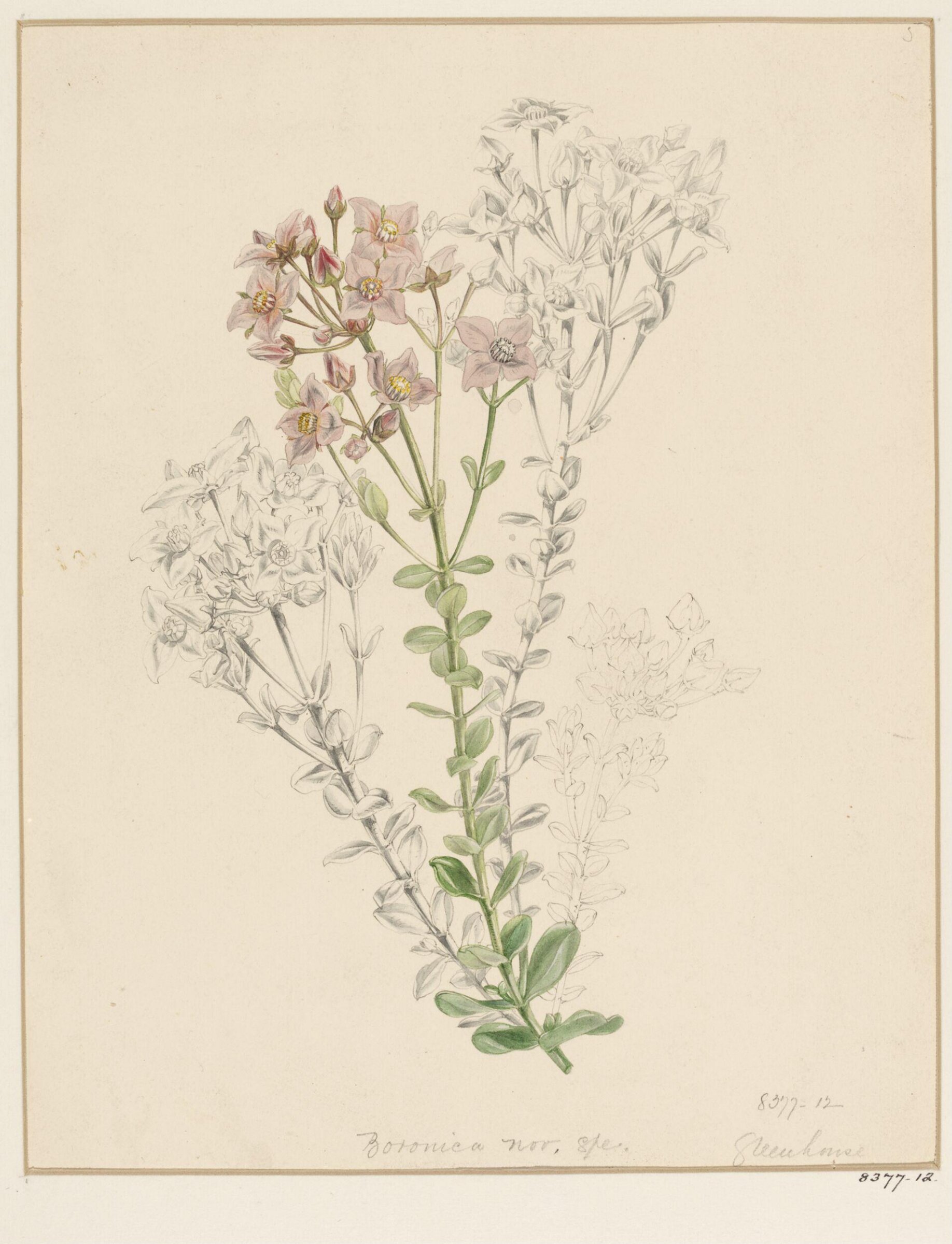 Drawing, Samuel Holden, 1837-47