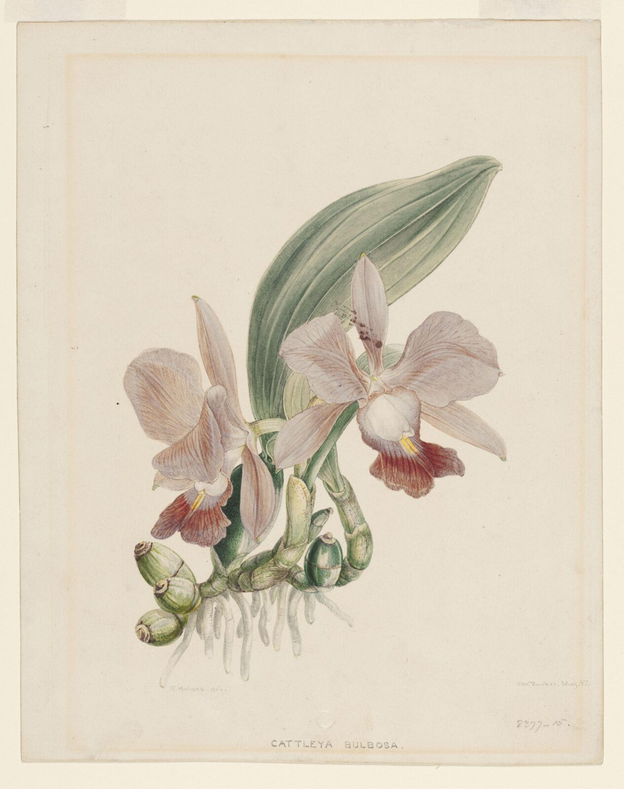 Orchid, Samuel Holden, 1847