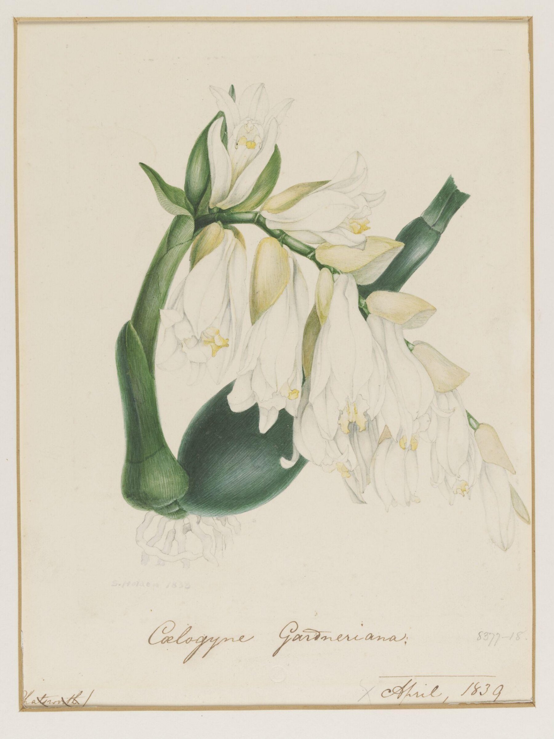 Drawing, Samuel Holden, April 1839