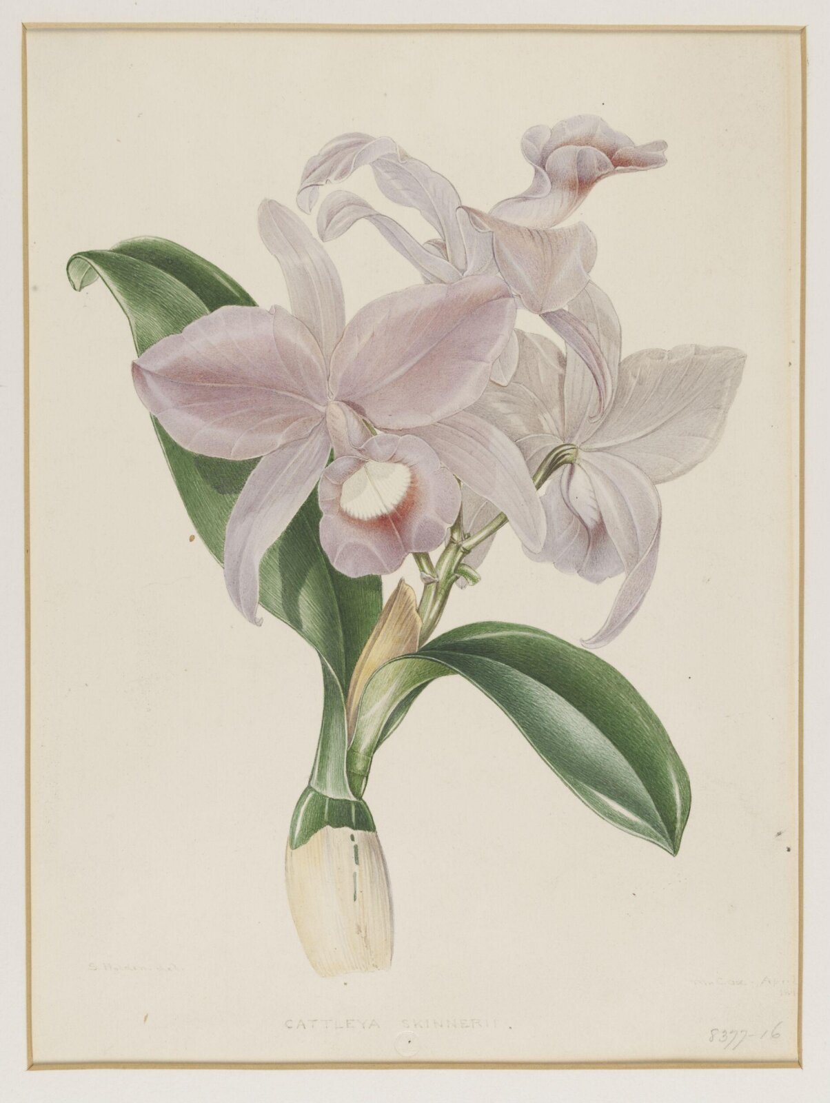 Drawing, Samuel Holden, 1840-47