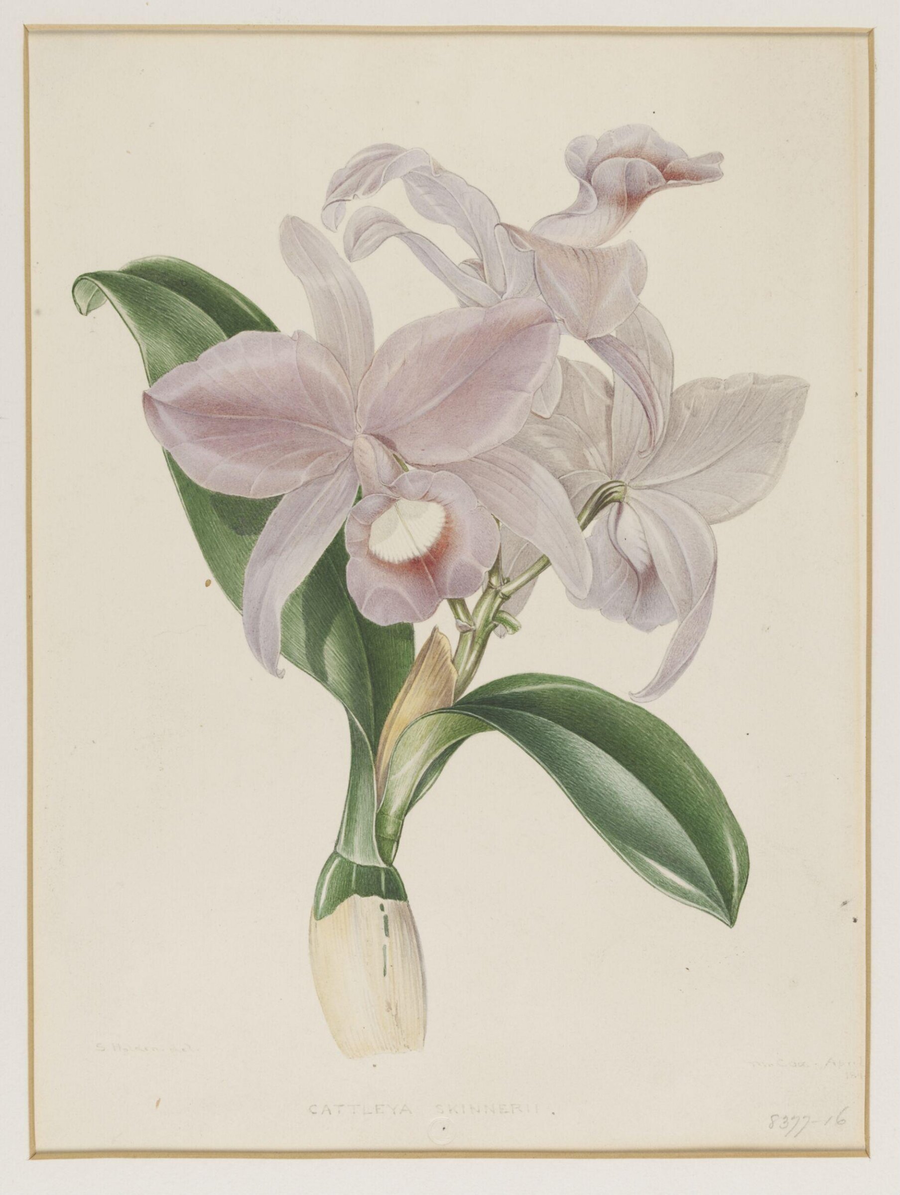 Drawing, Samuel Holden, 1840-47