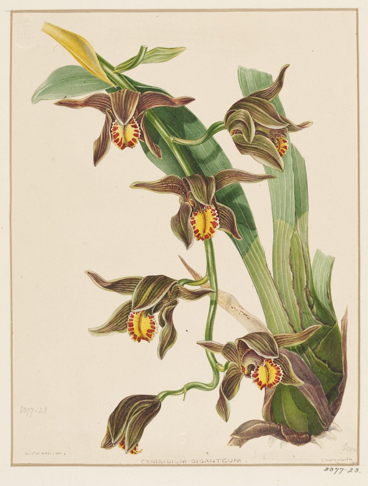 Drawing, Samuel Holden, November 1844