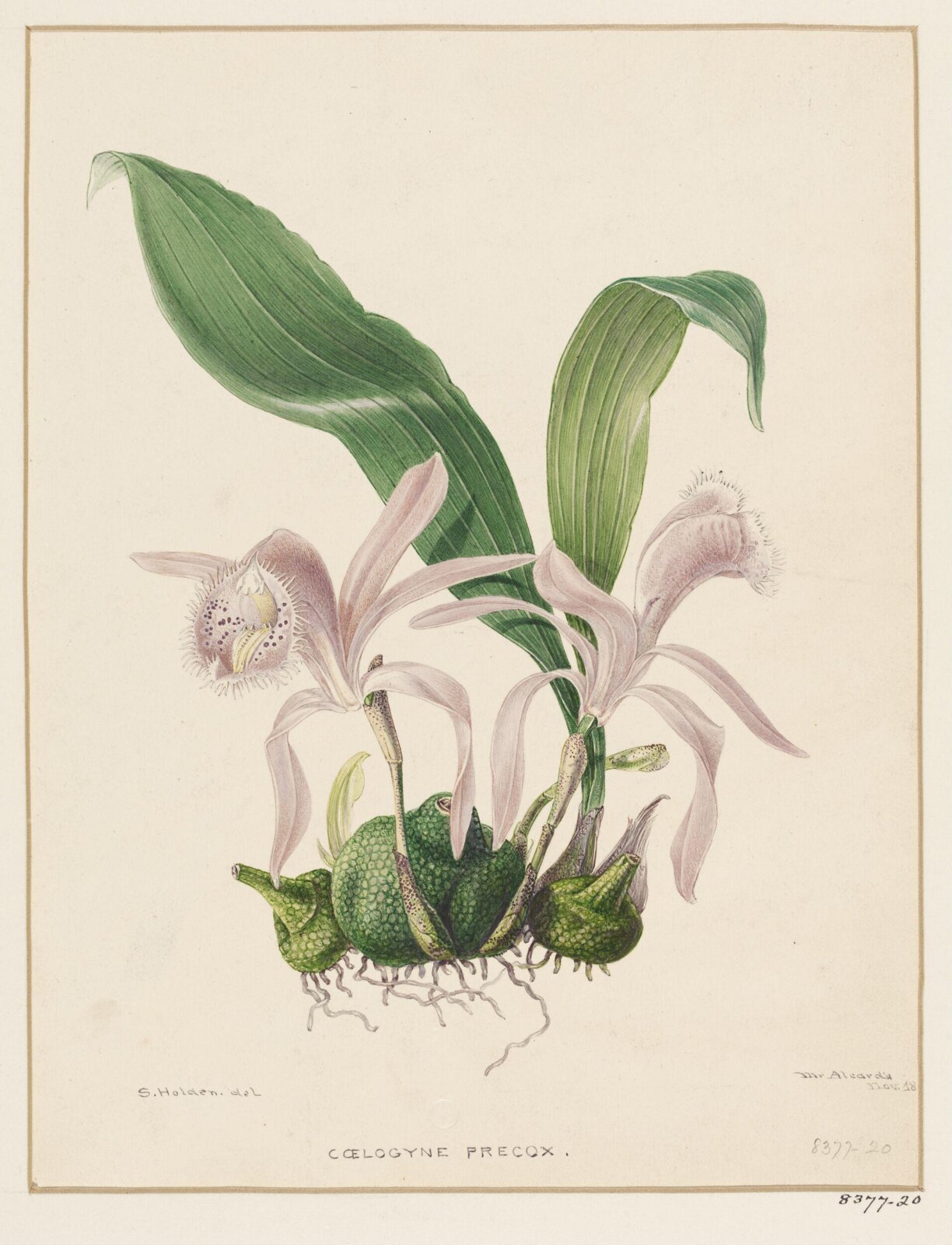 Drawing, Samuel Holden, November 1845