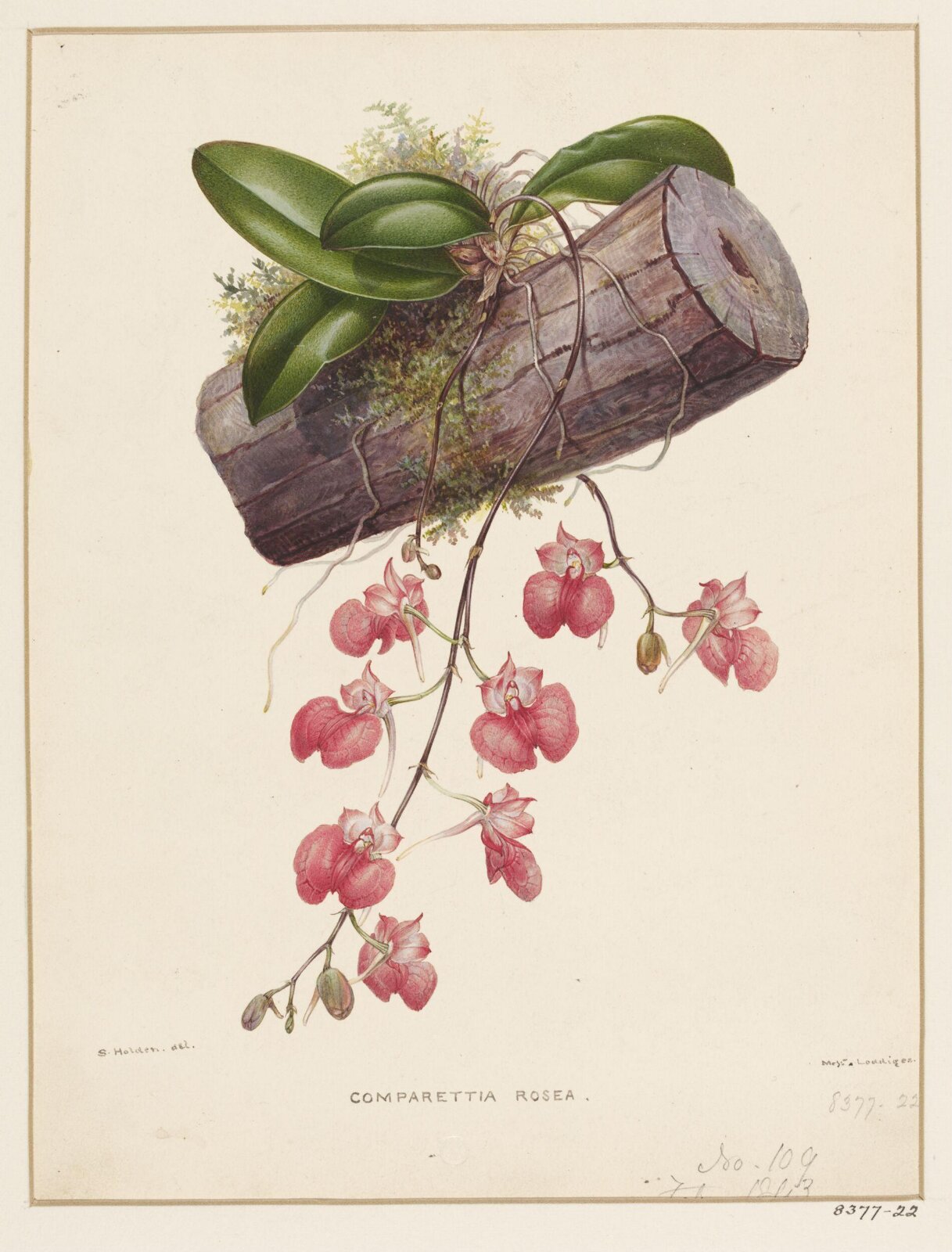 Drawing, Samuel Holden, 1843