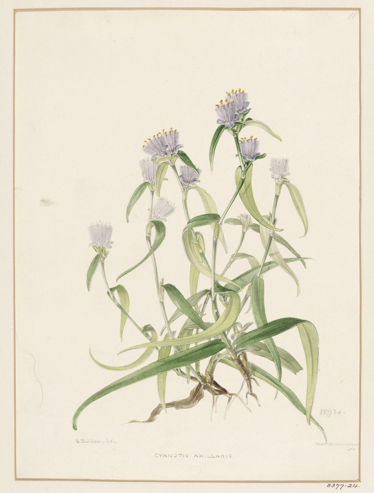 Drawing, Samuel Holden, 1837-47