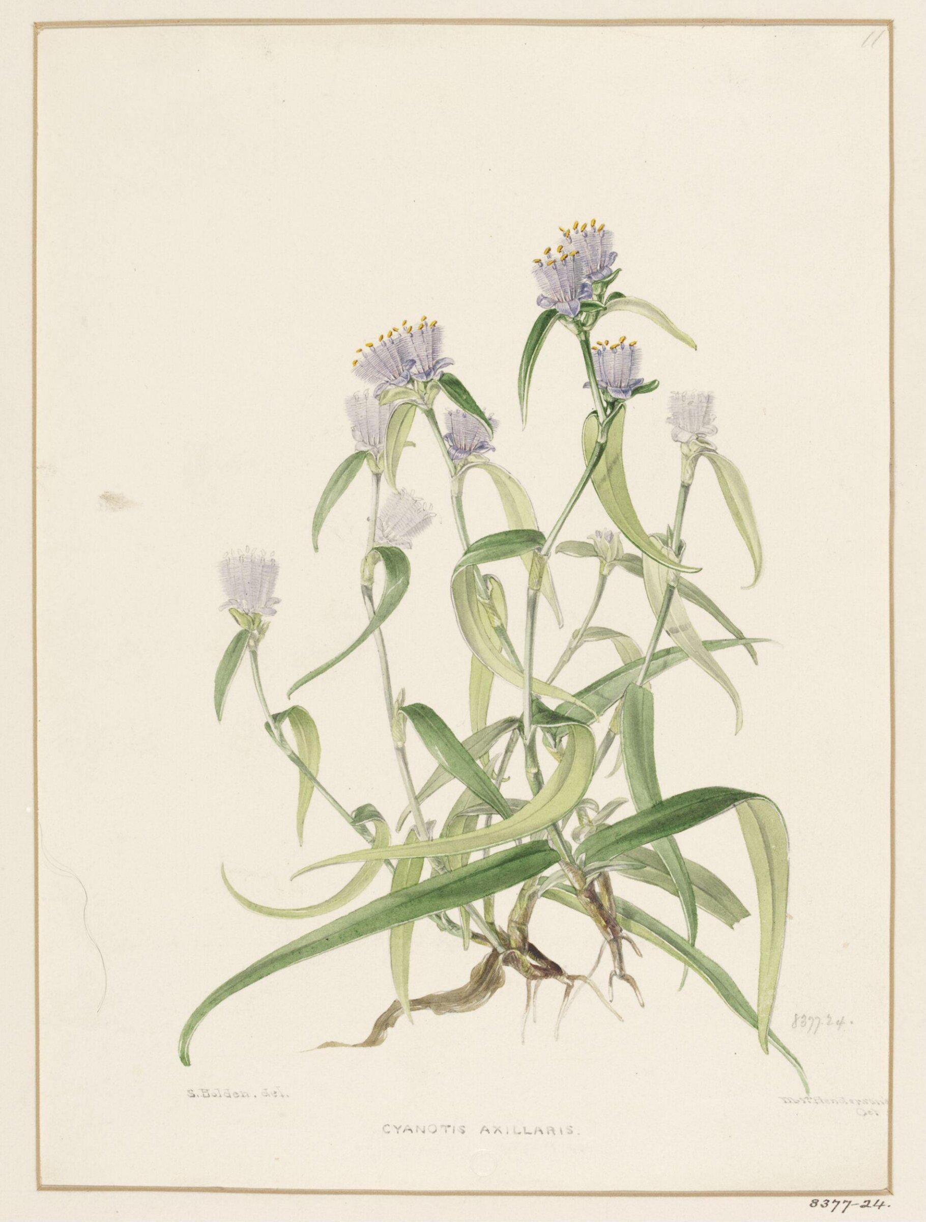Drawing, Samuel Holden, 1837-47