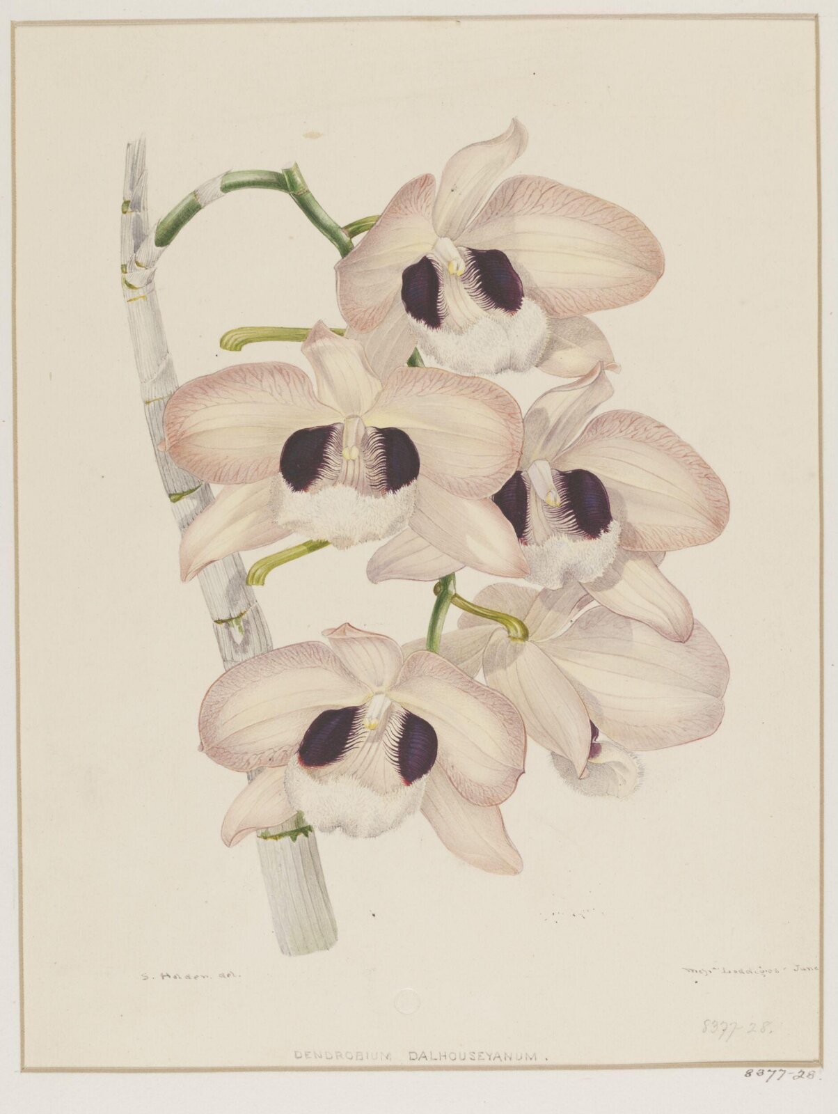 Drawing, Samuel Holden, 1837-47