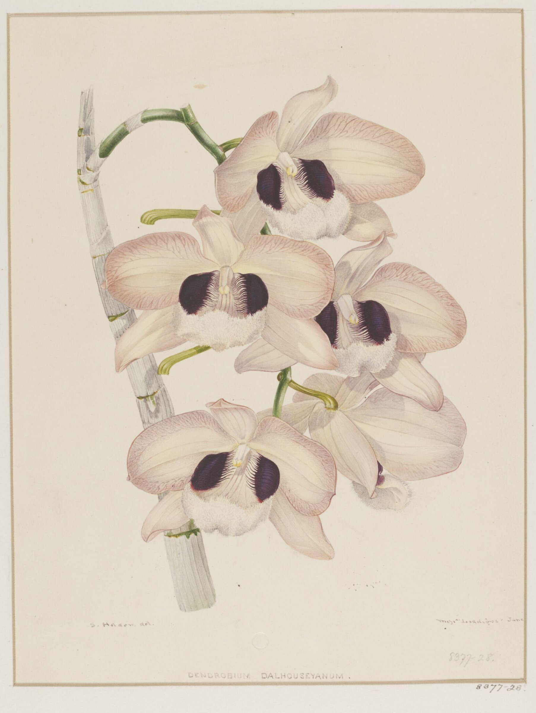 Drawing, Samuel Holden, 1837-47