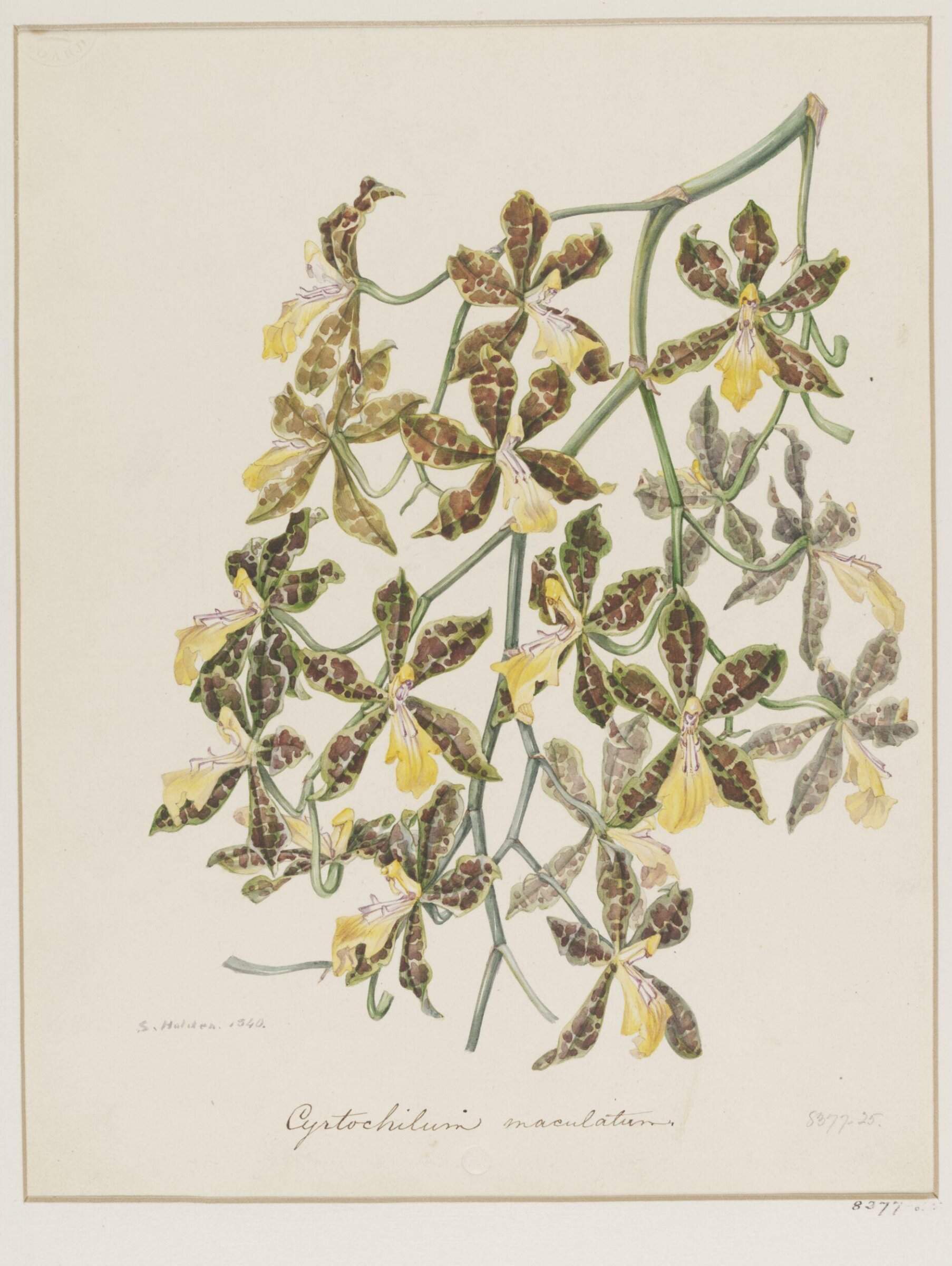 Drawing, Samuel Holden, 1840