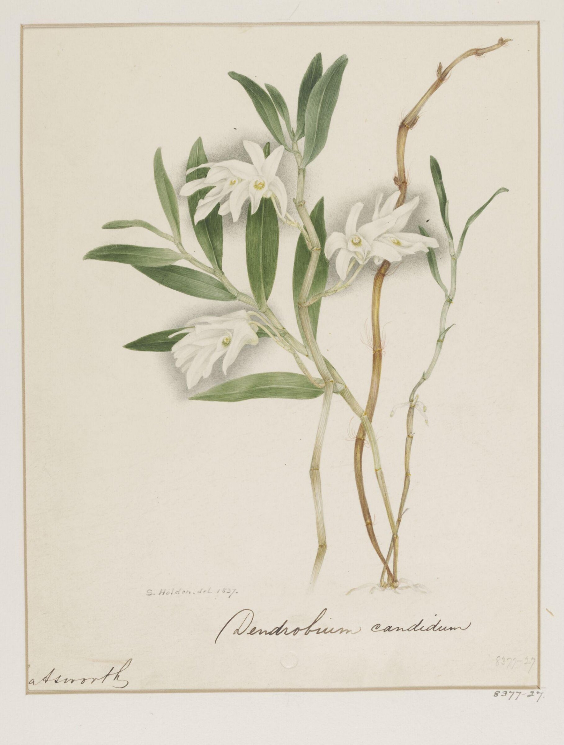 Drawing, Samuel Holden, 1837