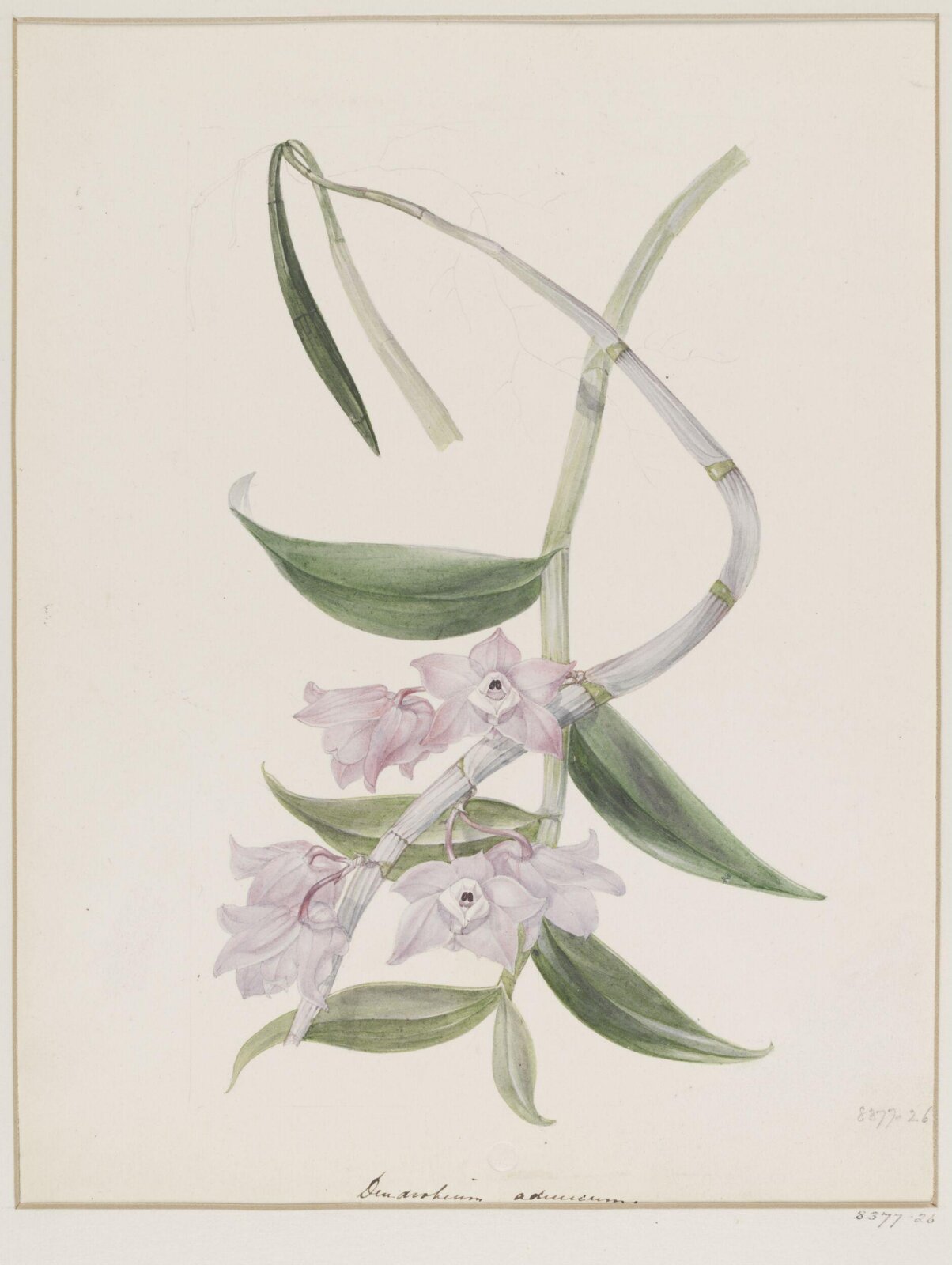 Drawing, Samuel Holden, 1837-47