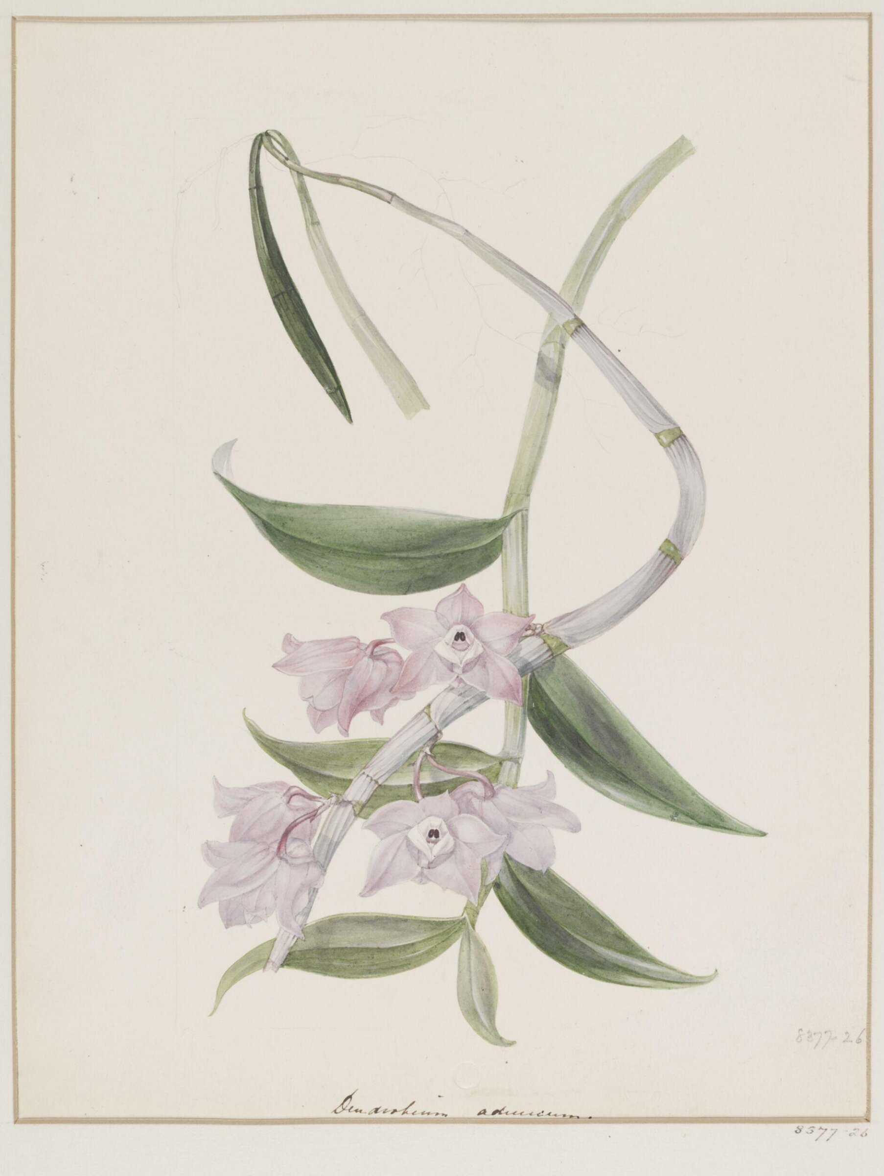 Drawing, Samuel Holden, 1837-47