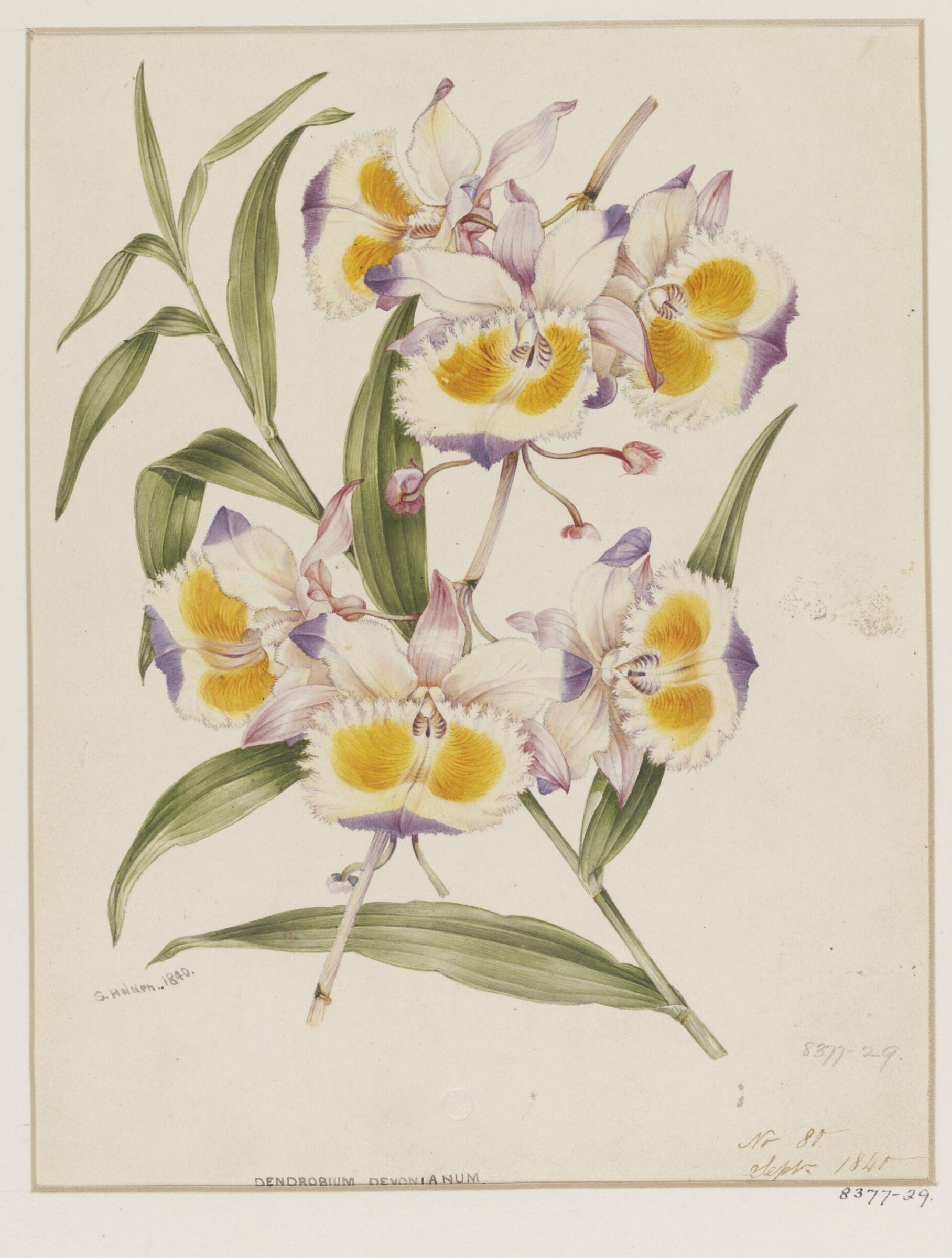 Drawing, Samuel Holden, Sept 1840