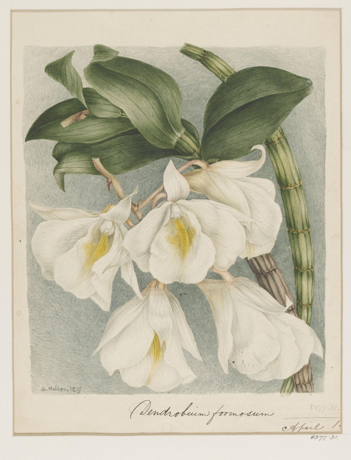 Drawing, Samuel Holden, April 1839