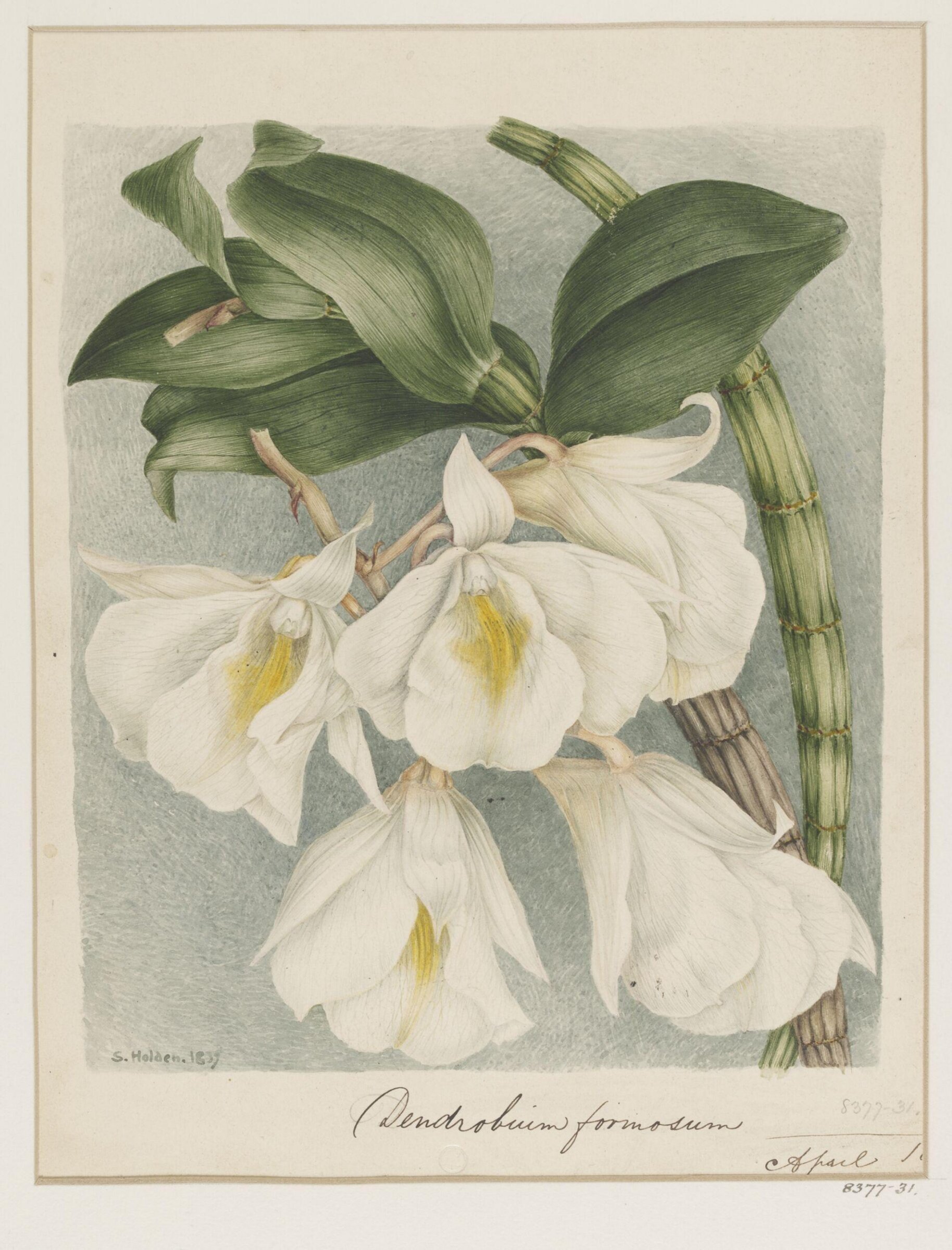 Drawing, Samuel Holden, April 1839