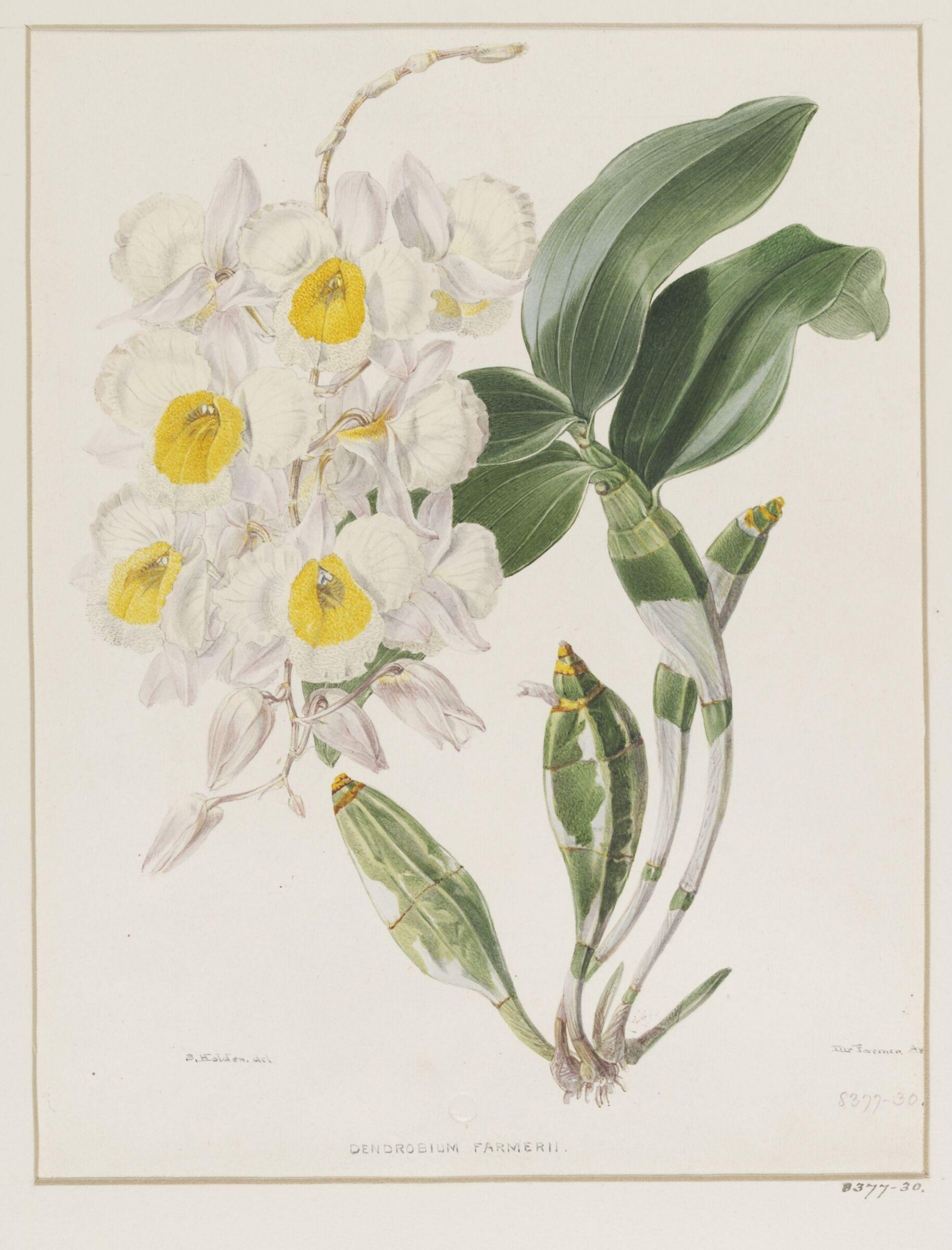 Drawing, Samuel Holden, 1837-47