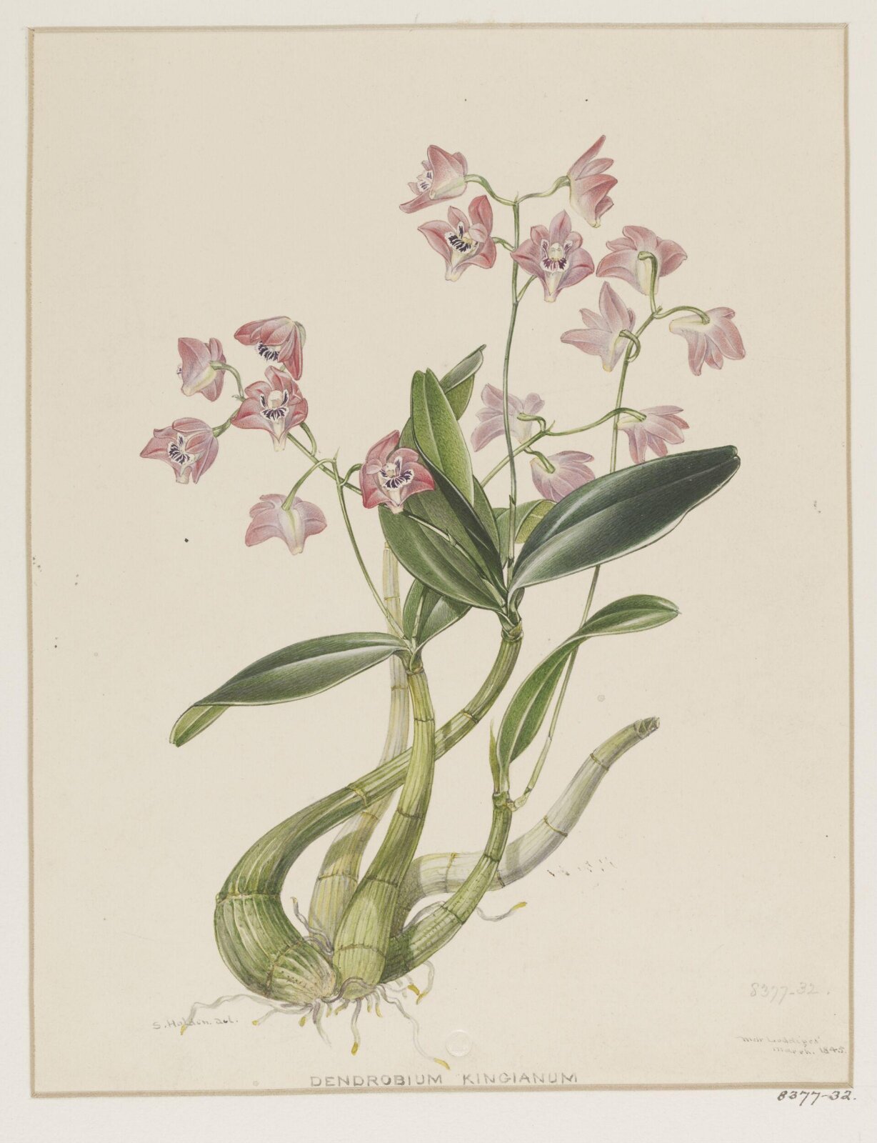 Drawing, Samuel Holden, March 1845