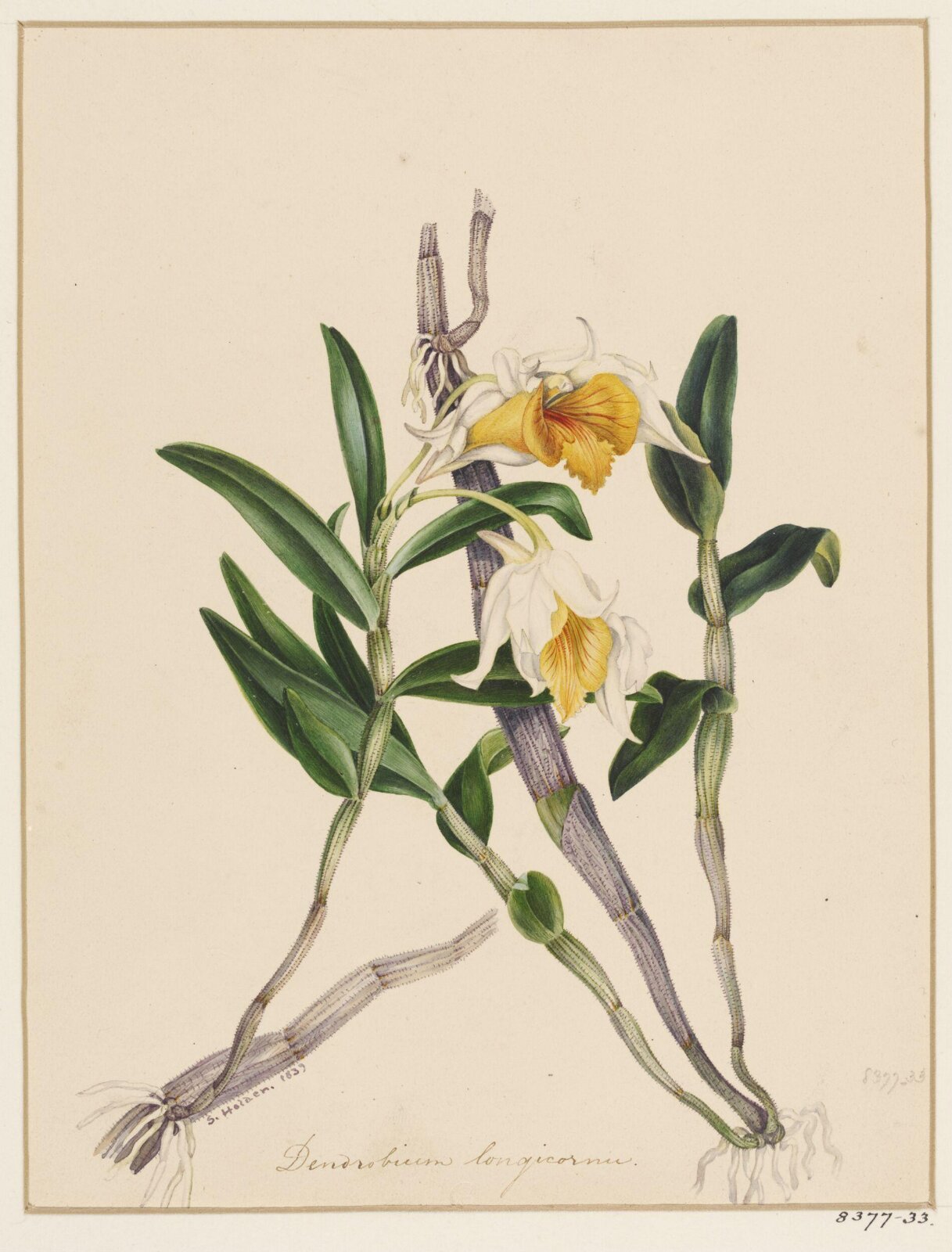Drawing, Samuel Holden, 1839