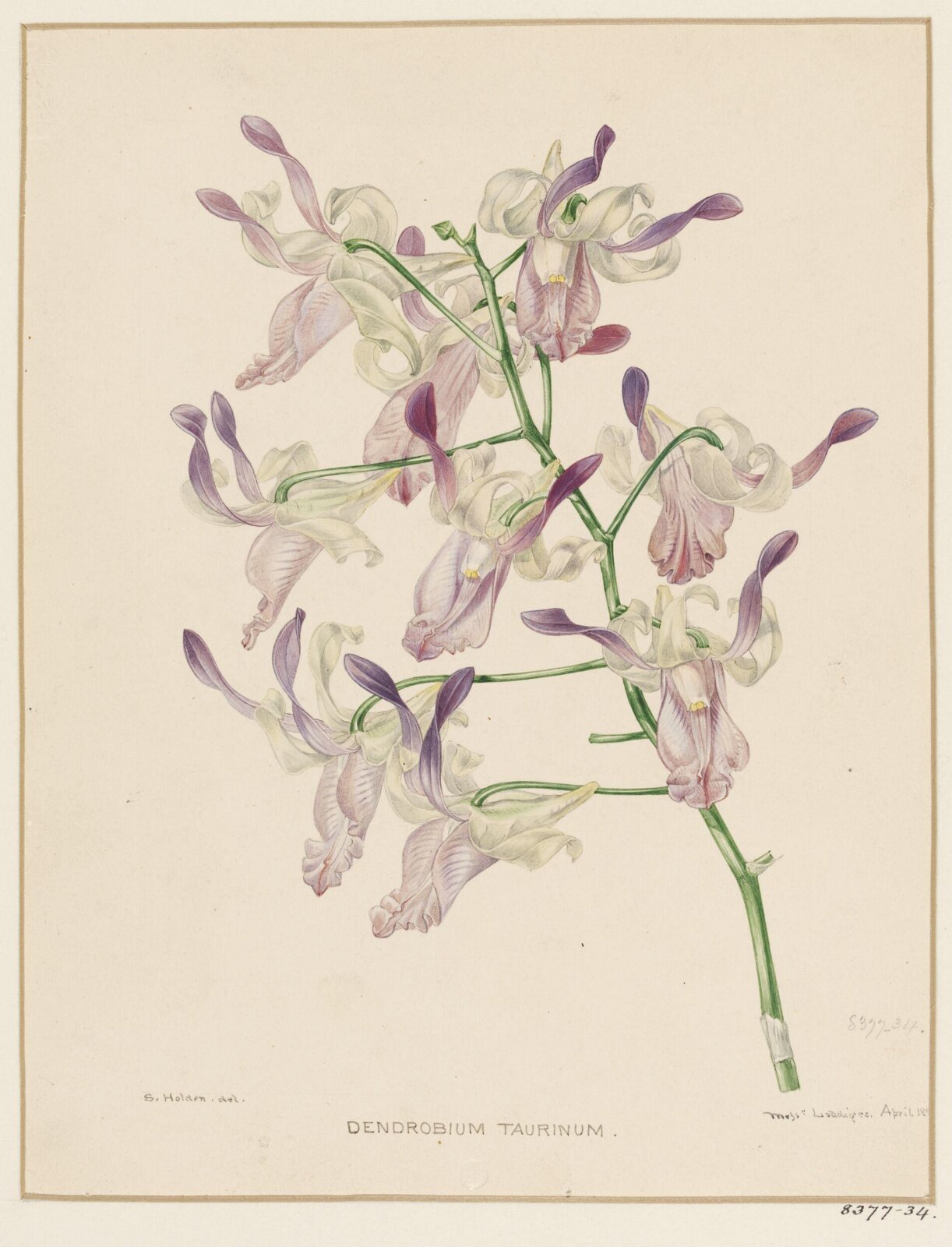 Drawing, Samuel Holden, April 1843