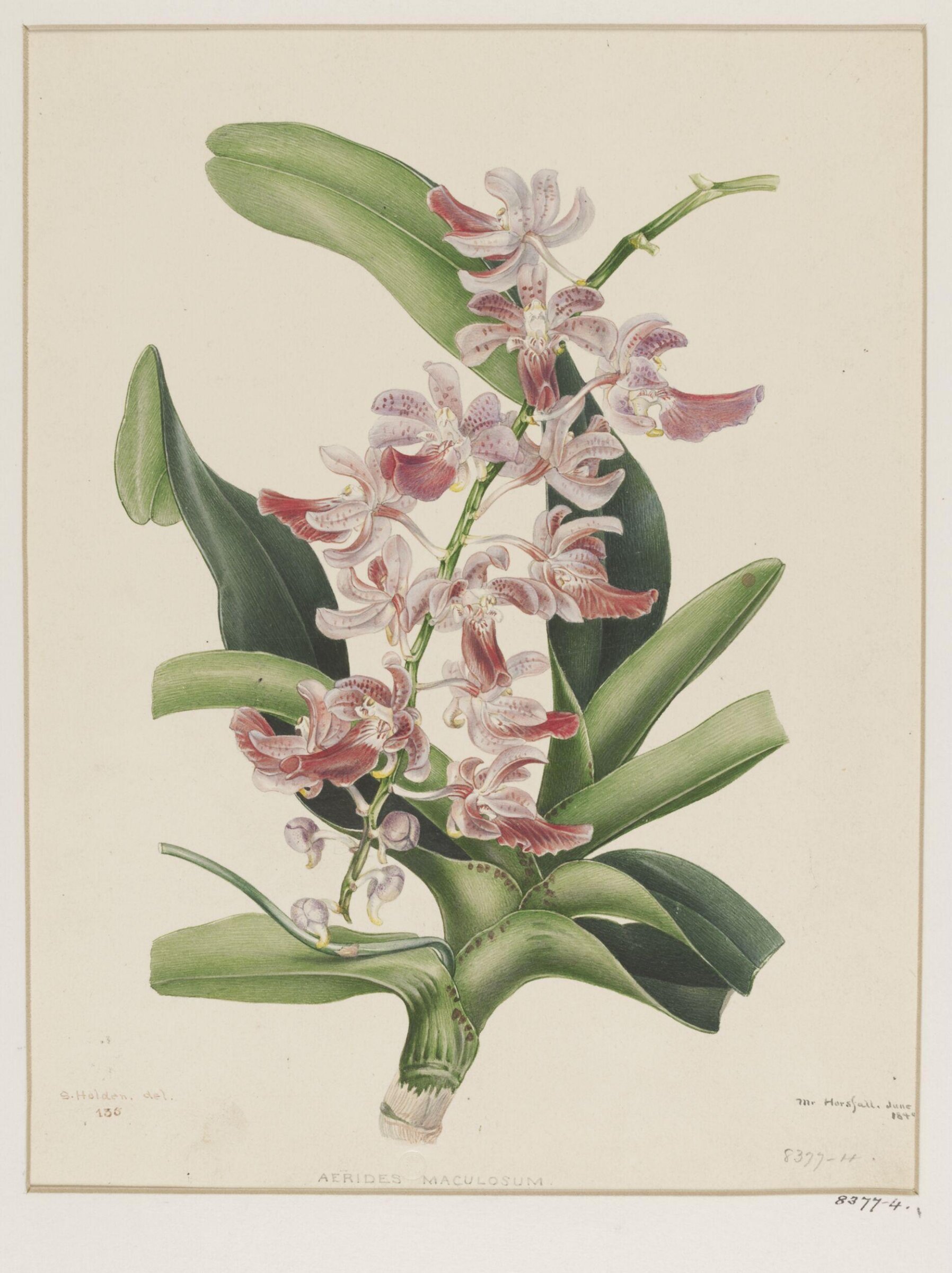 Drawing, Samuel Holden, June 1840