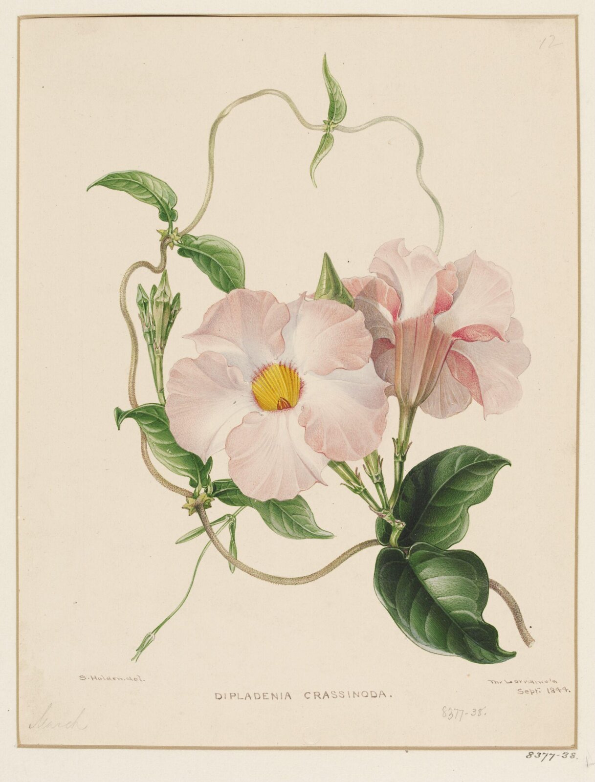 Drawing, Samuel Holden, Sept 1844