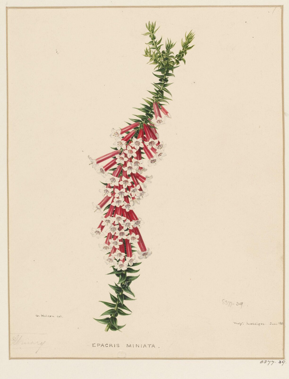 Drawing, Samuel Holden, June 1844