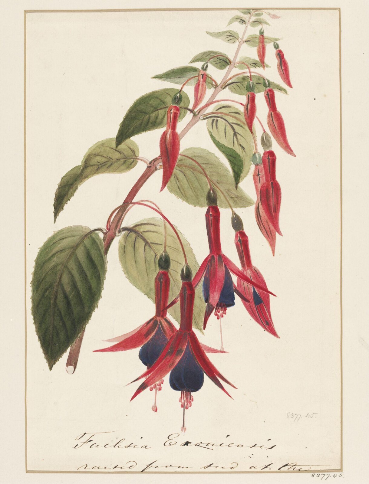 Drawing, Samuel Holden, 1837-47