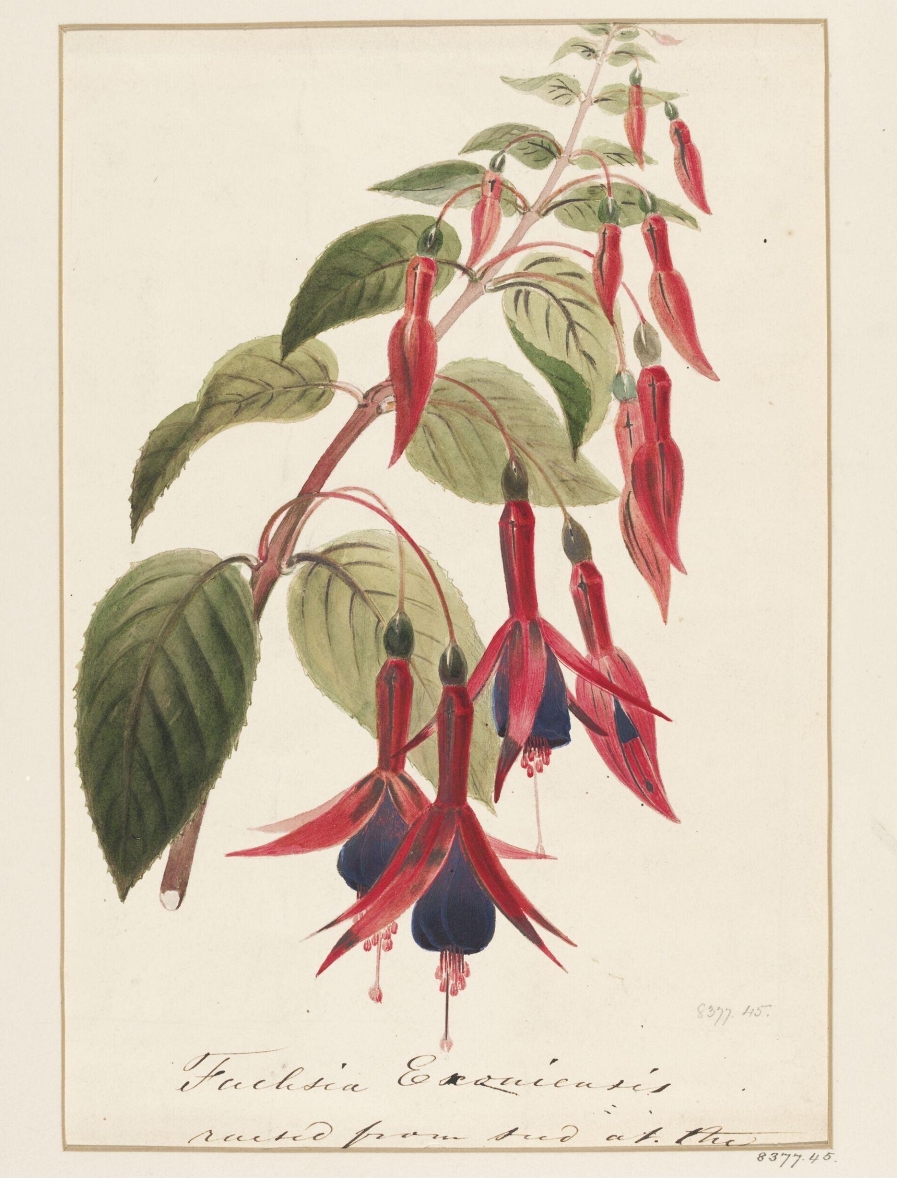 Drawing, Samuel Holden, 1837-47
