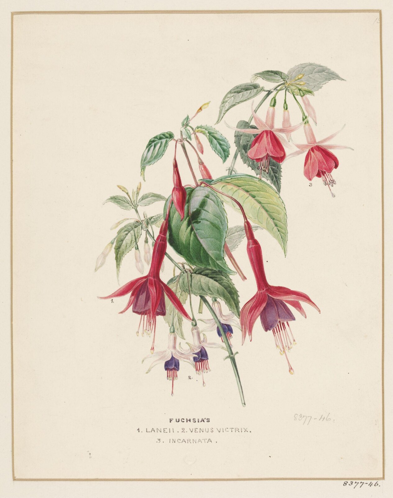 Drawing, Samuel Holden, 1837-47