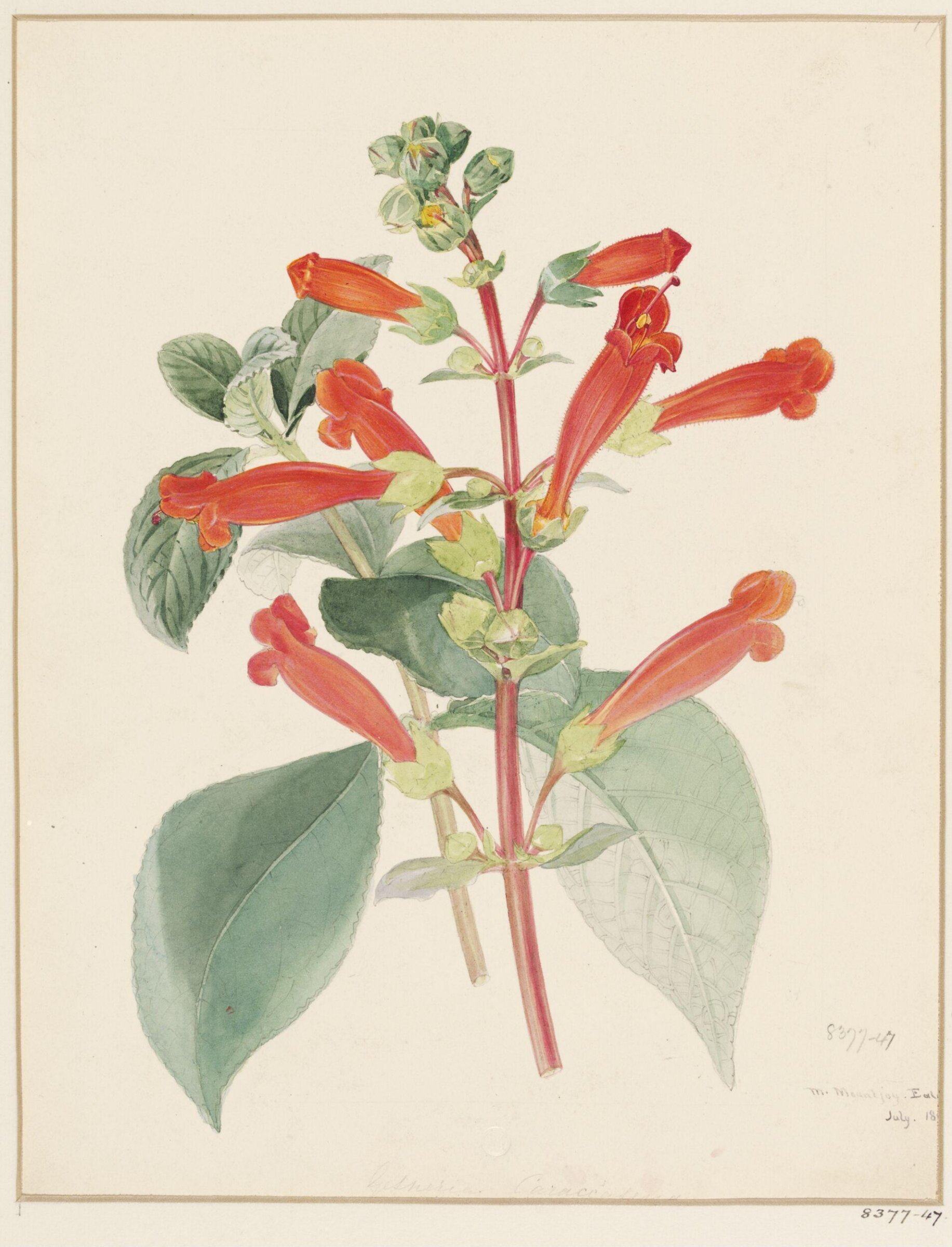 Drawing, Samuel Holden, July 1843