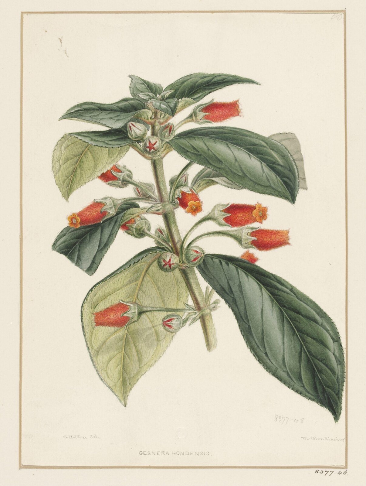 Drawing, Samuel Holden, 1837-47