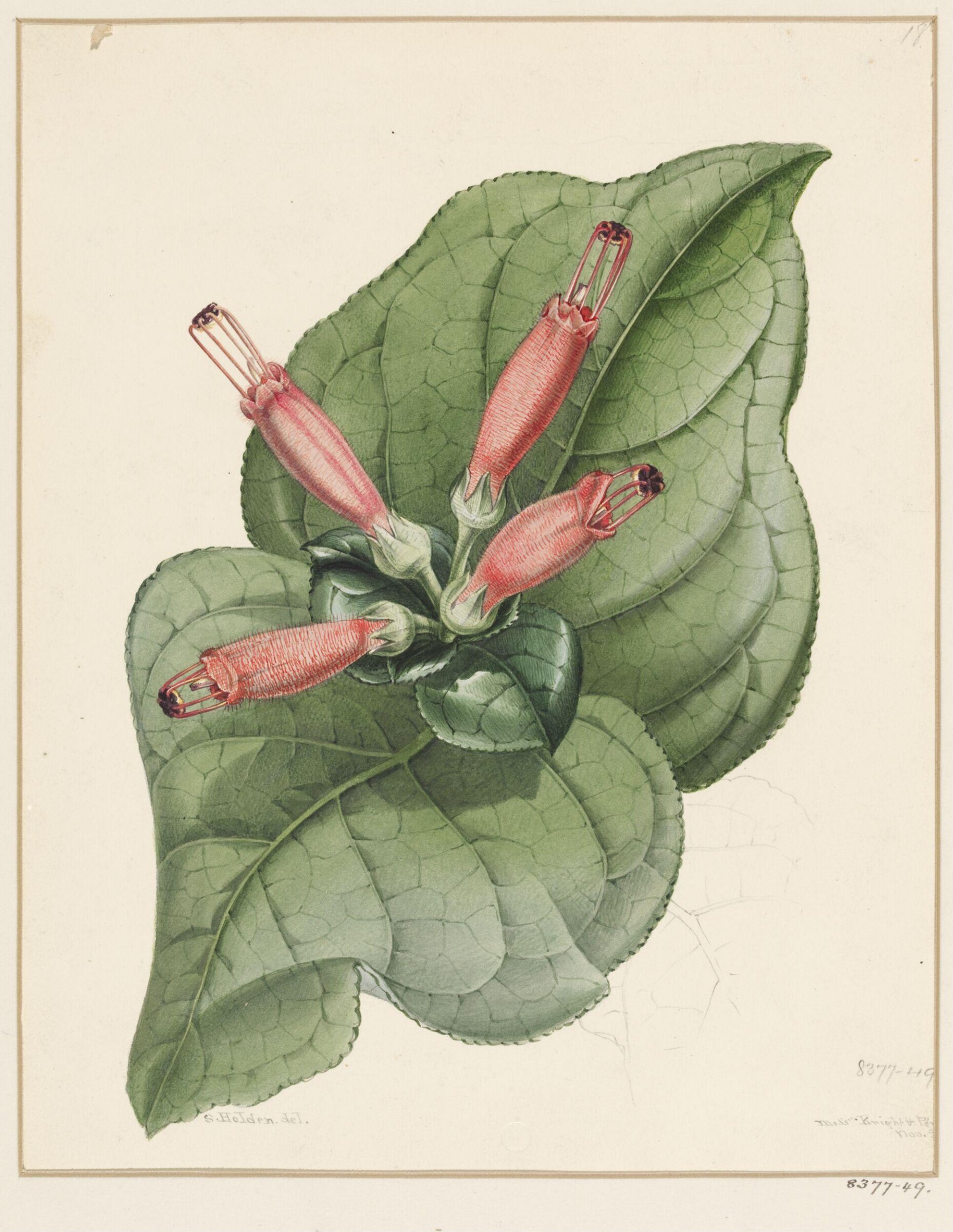 Drawing, Samuel Holden, 1837-47