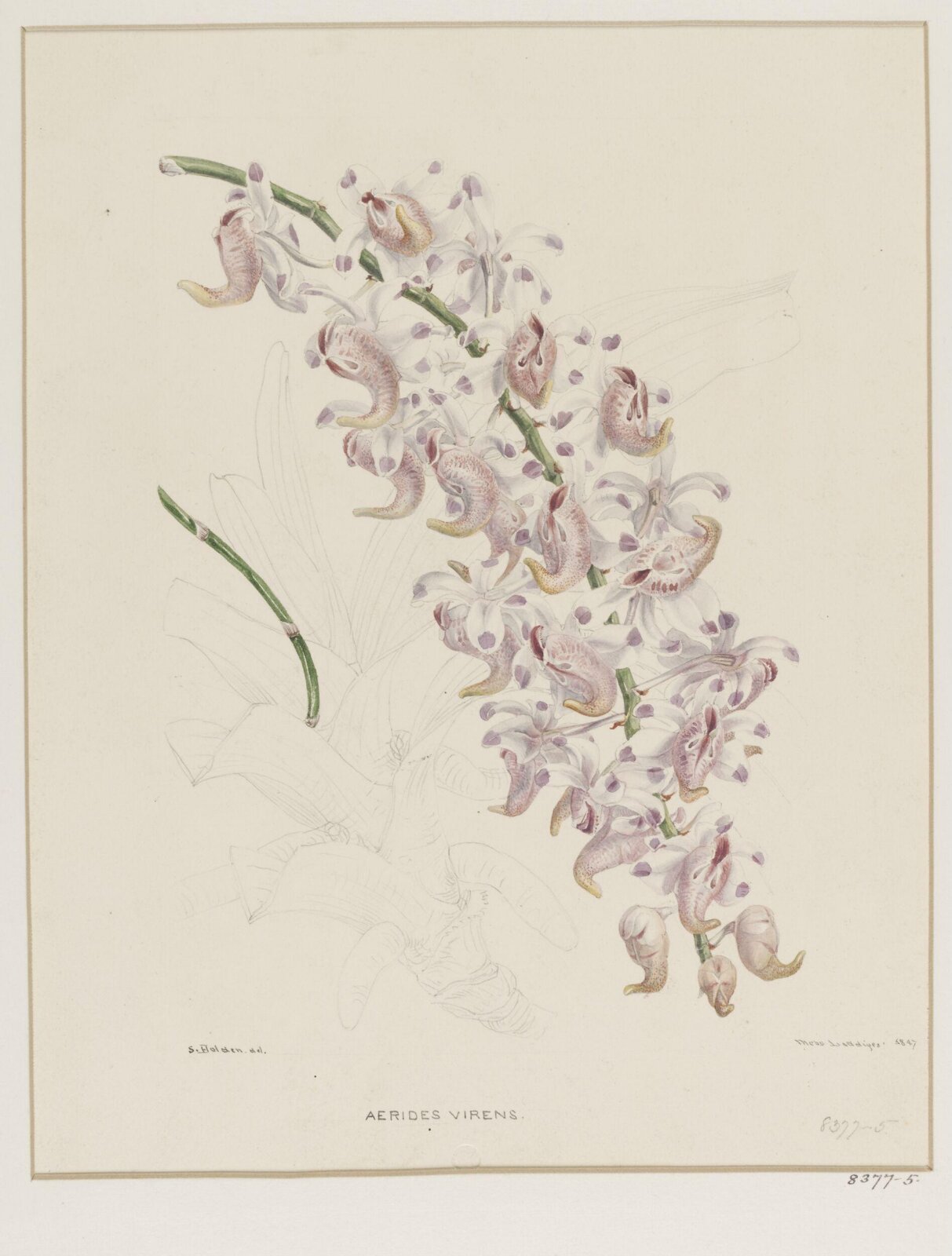 Aerides Virens, Samuel Holden, 1847