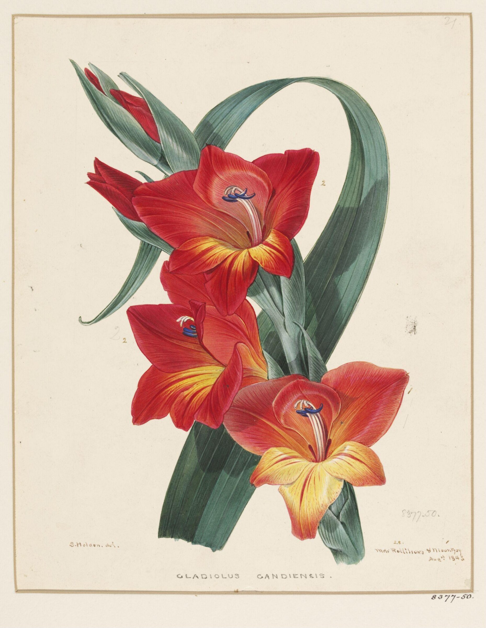 Drawing, Samuel Holden, August 1843