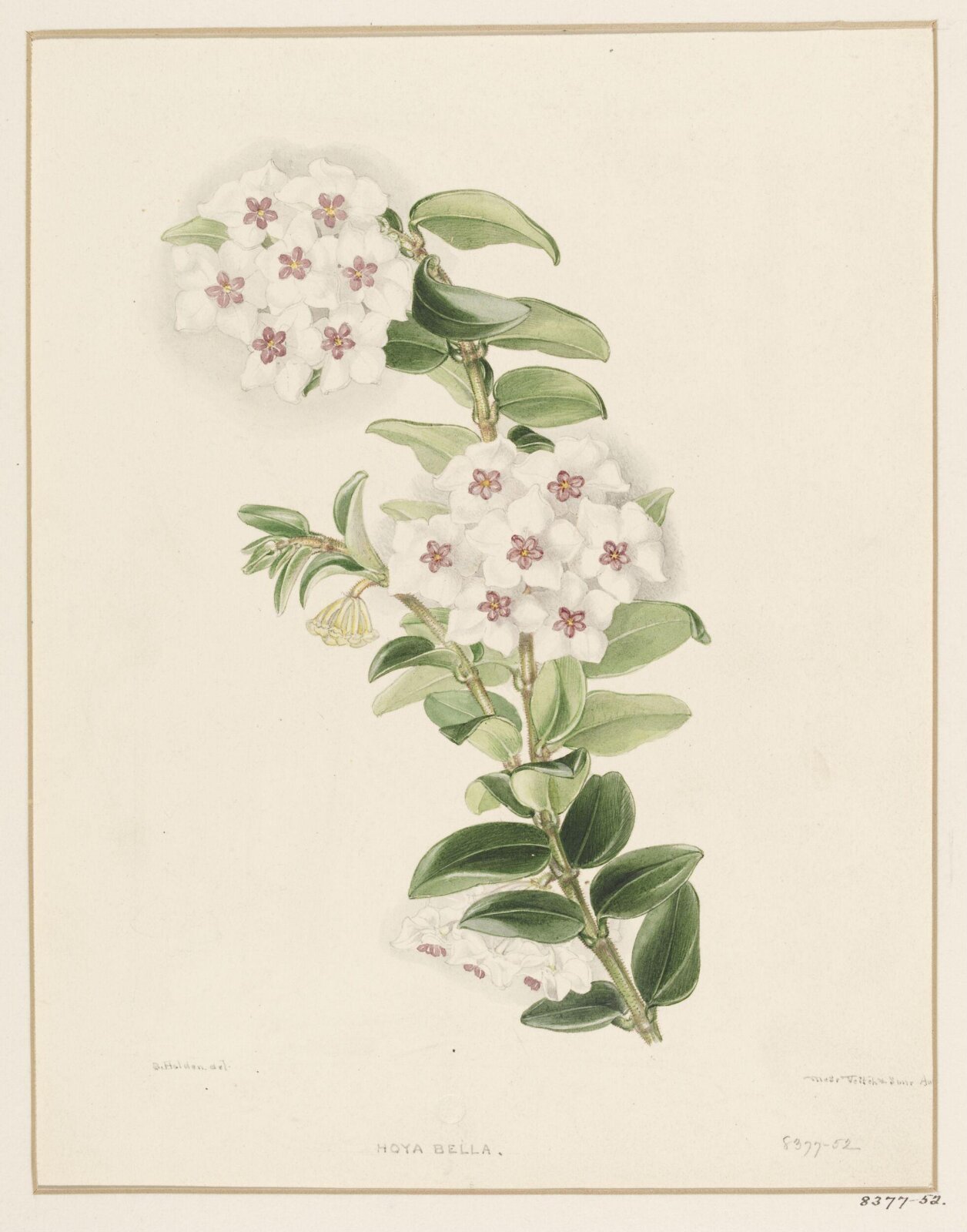 Drawing, Samuel Holden, August 1848