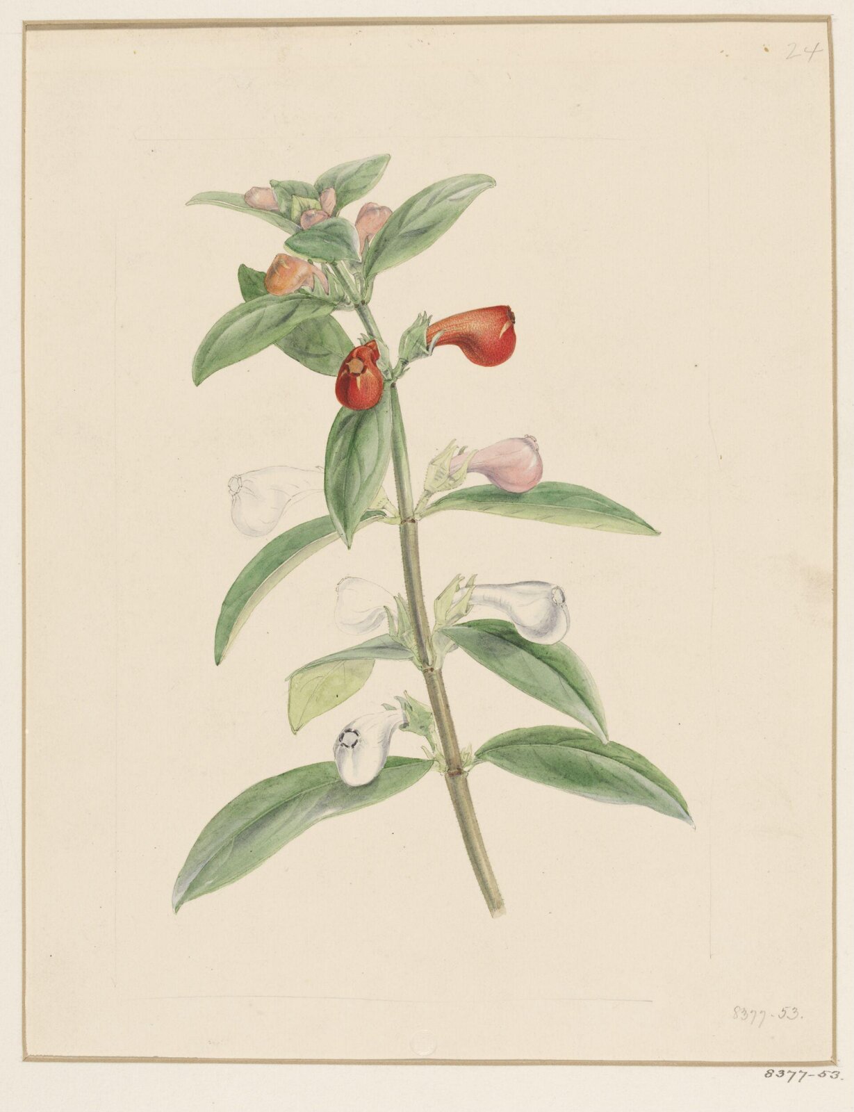 Drawing, Samuel Holden, 1837-47