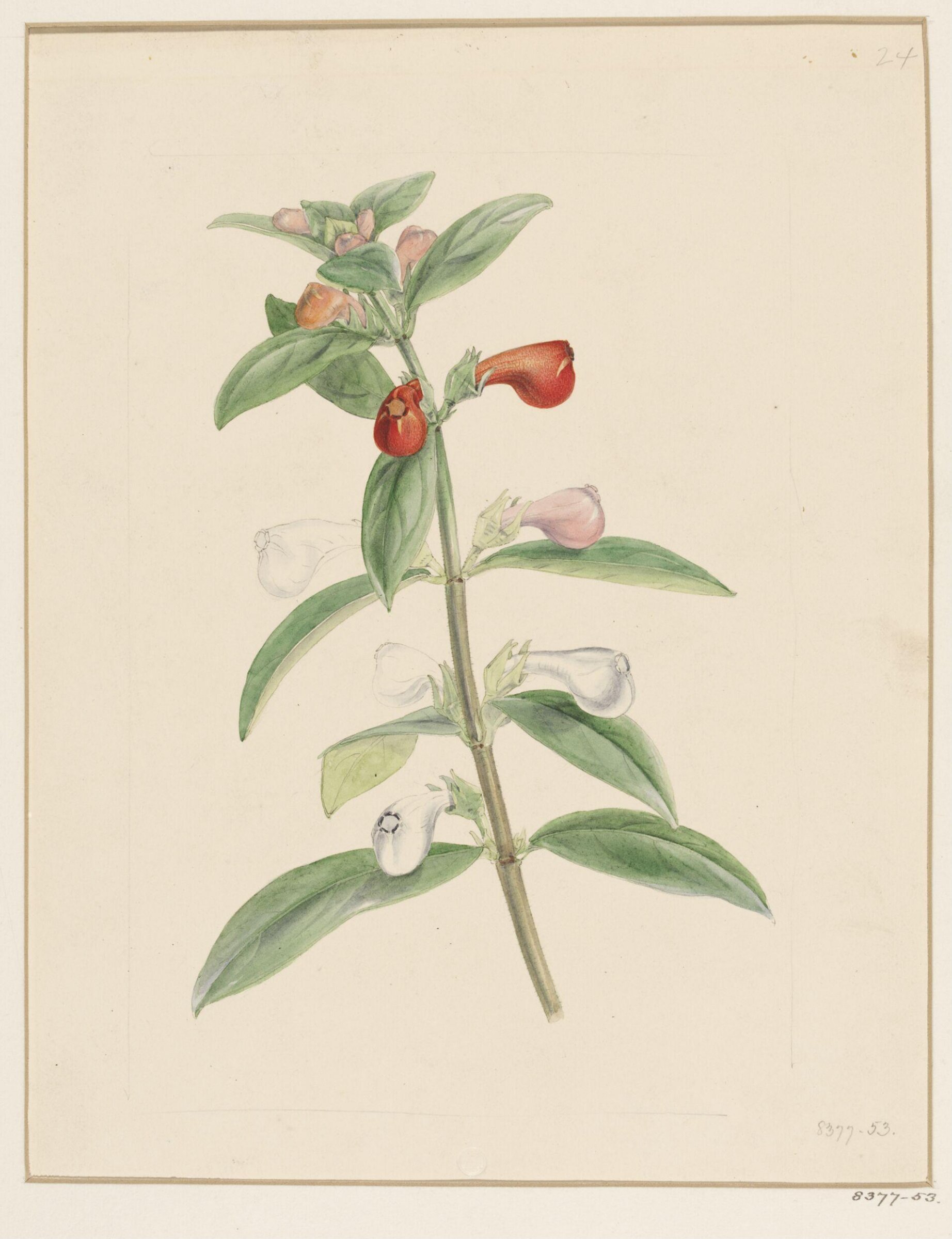 Drawing, Samuel Holden, 1837-47