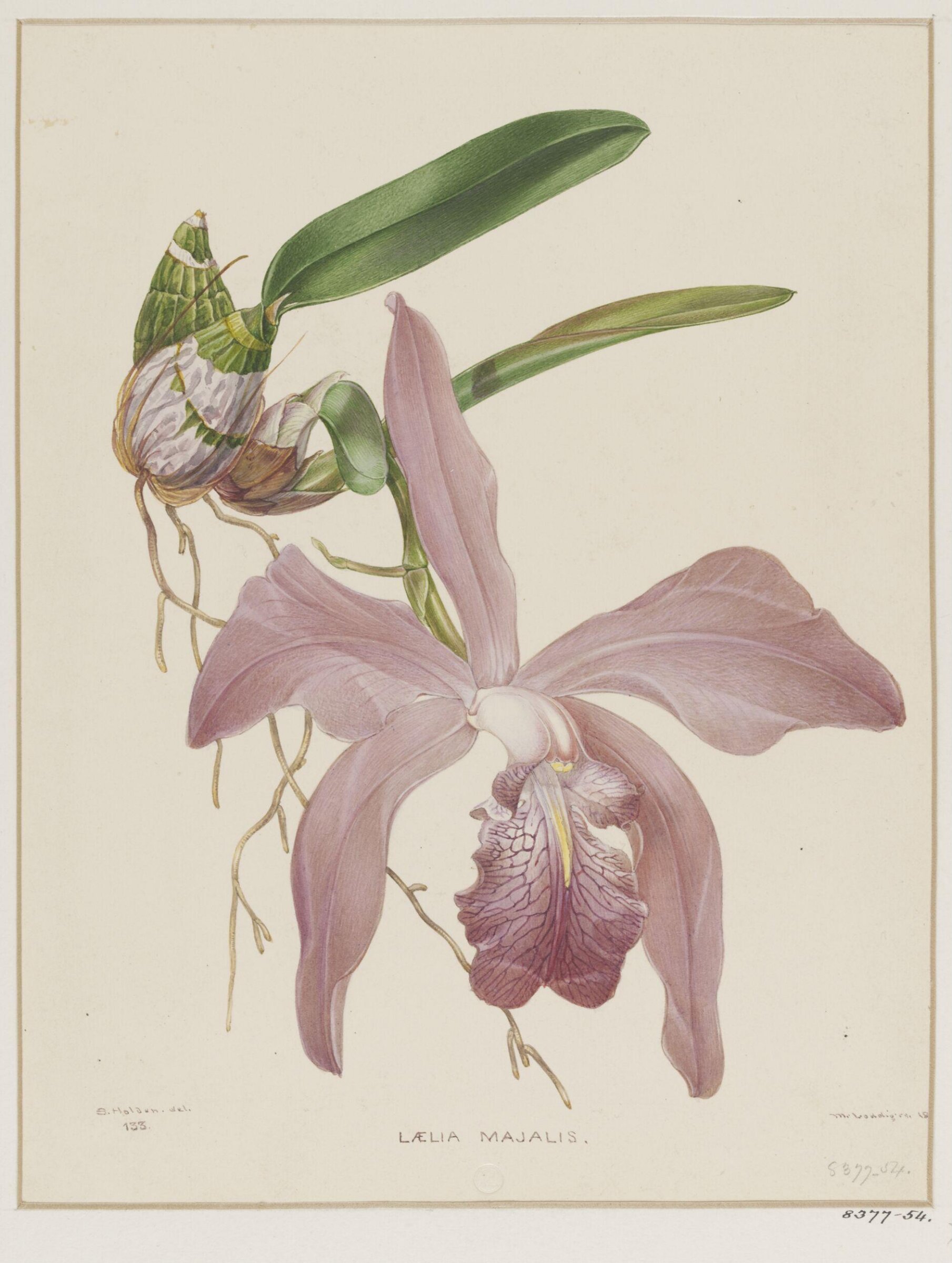 Drawing, Samuel Holden, 1837-47