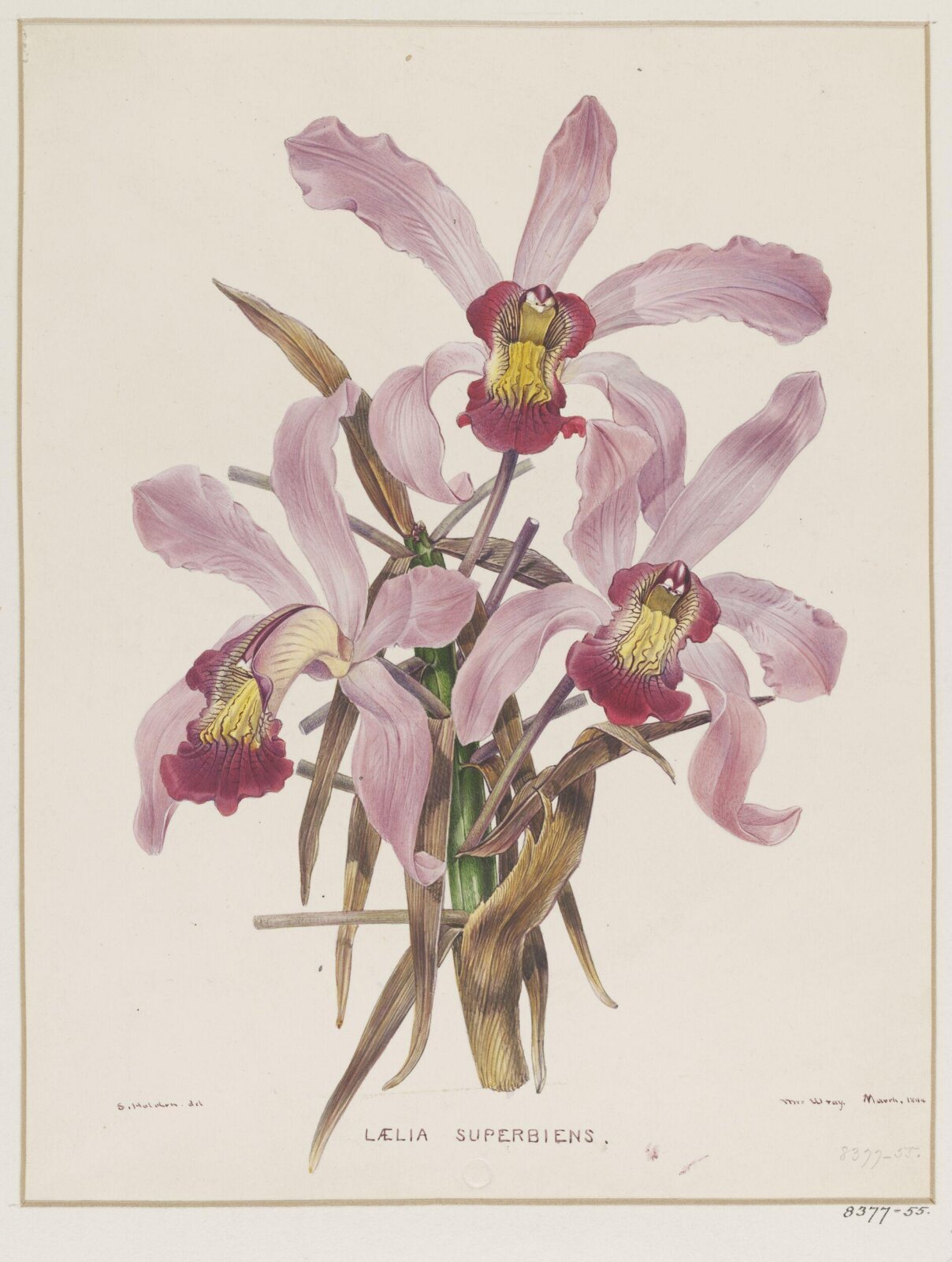 Drawing, Samuel Holden, March 1844