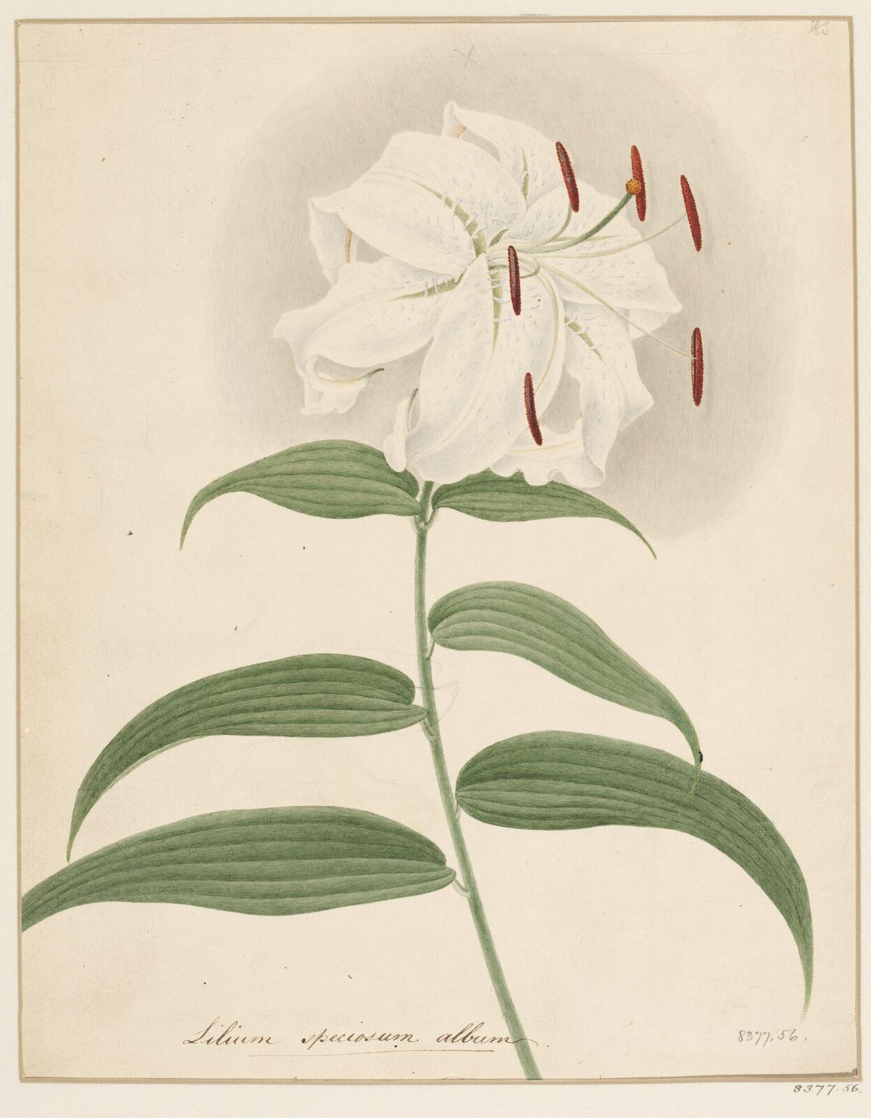 Drawing, Samuel Holden, 1837-47