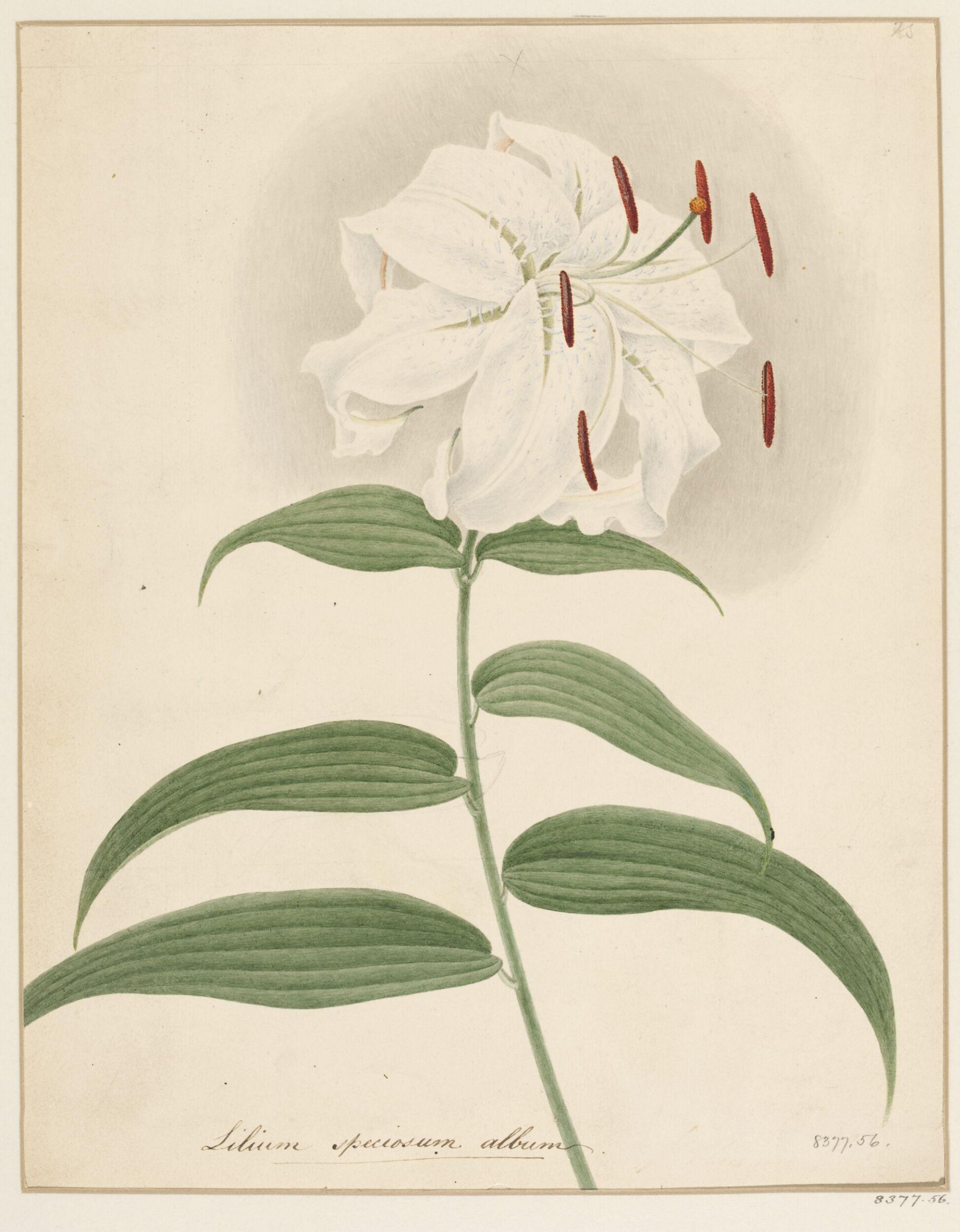 Drawing, Samuel Holden, 1837-47
